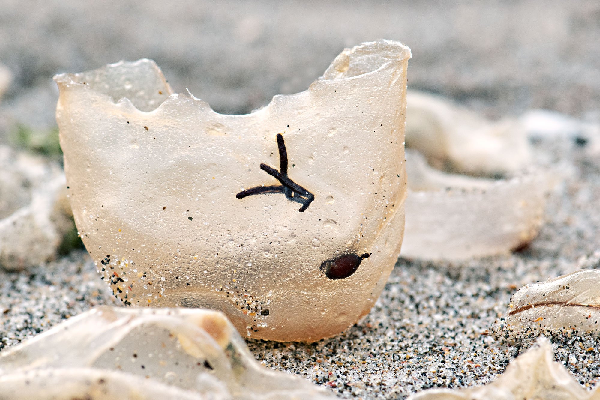 Wrack-Line---close-4.jpg