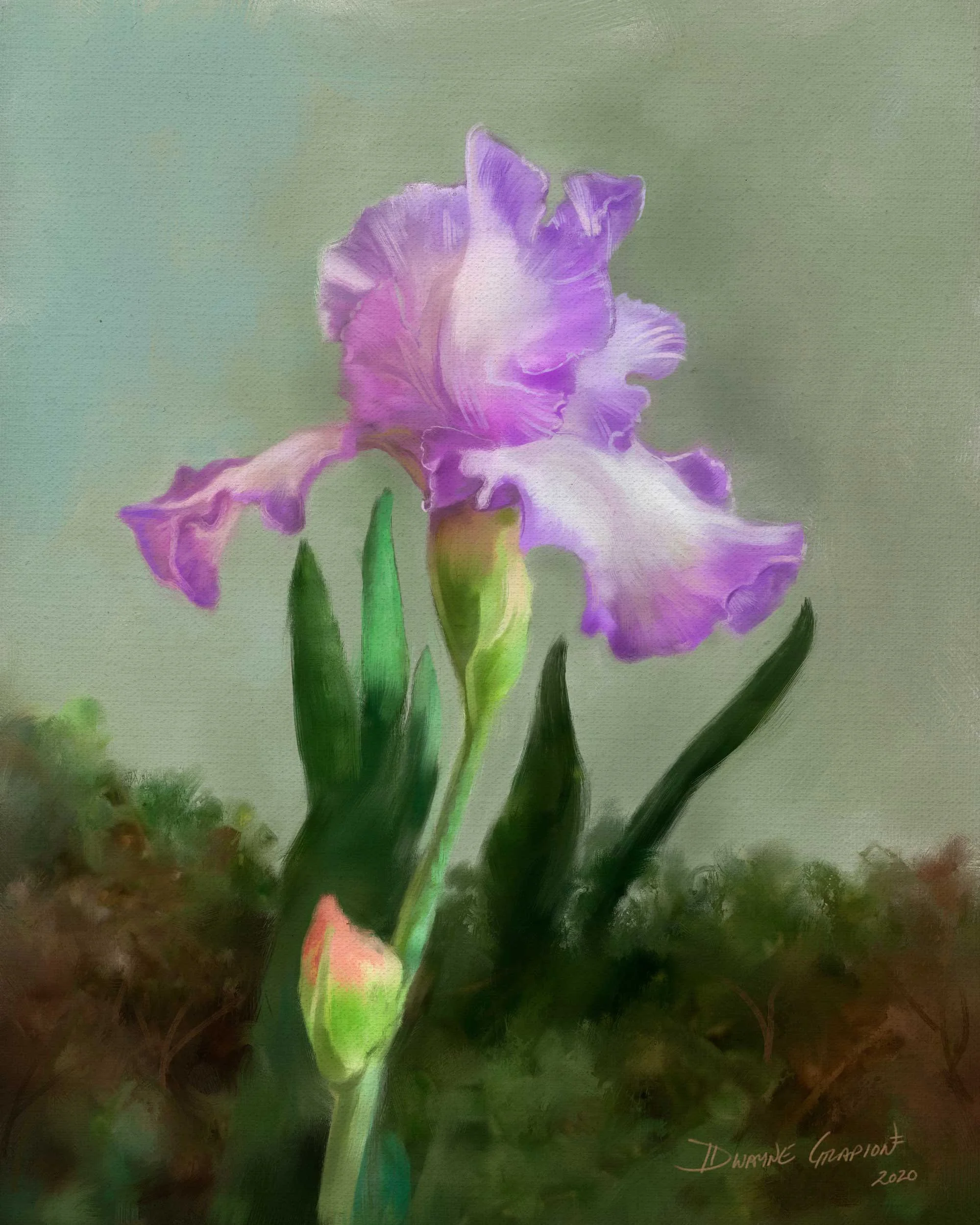 Blooming Iris (2020)