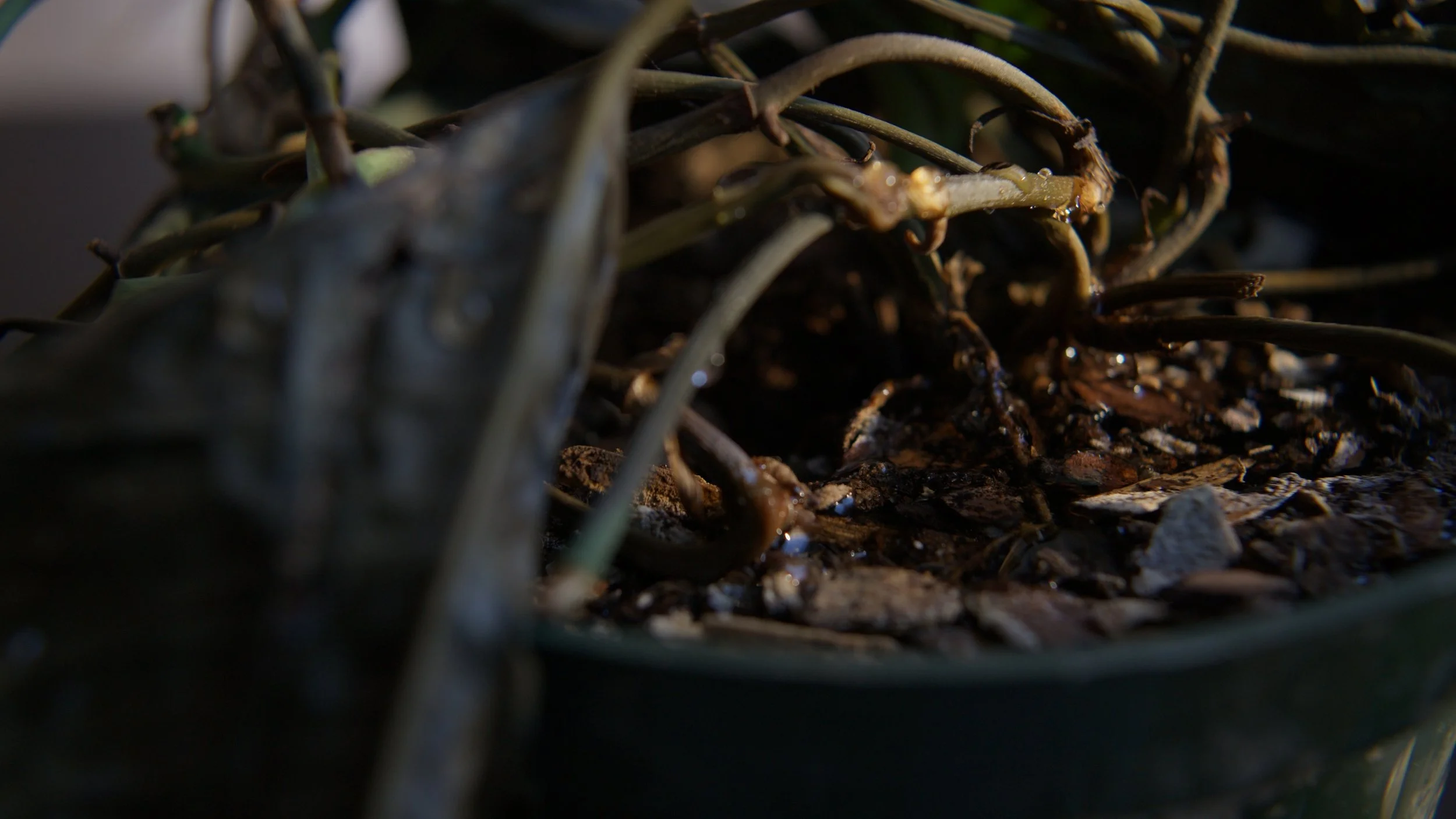 Levels Final Color Review Stills_1.46.2.jpg