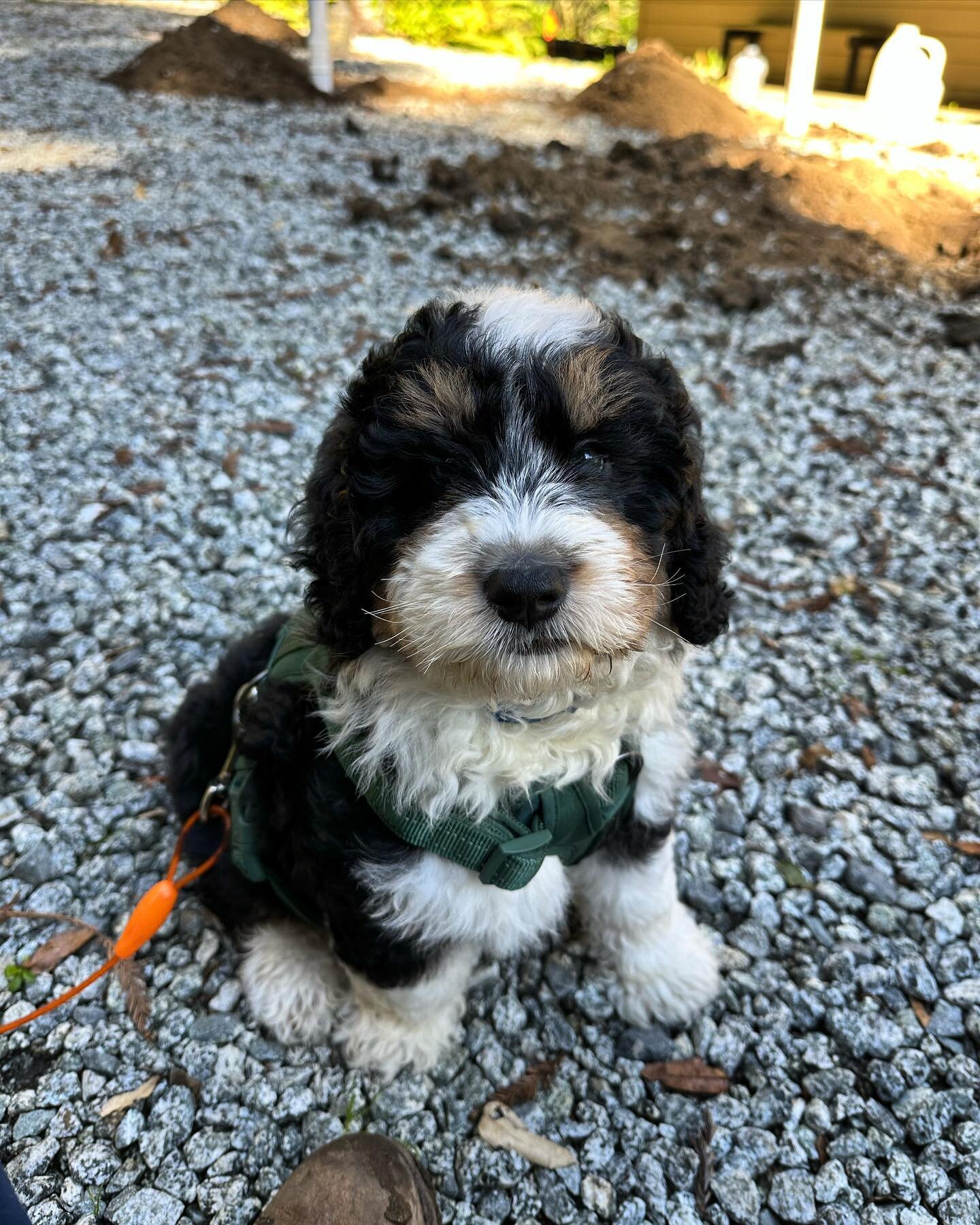 Helping my dad at work 

#bernedoodle #dogsofinstagram #doodles #dogsofinstagram #doodlesofinstagram #puppy #puppiesofinstagram #puppylove