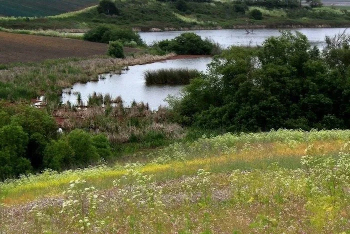 WATSONVILLE SLOUGH
