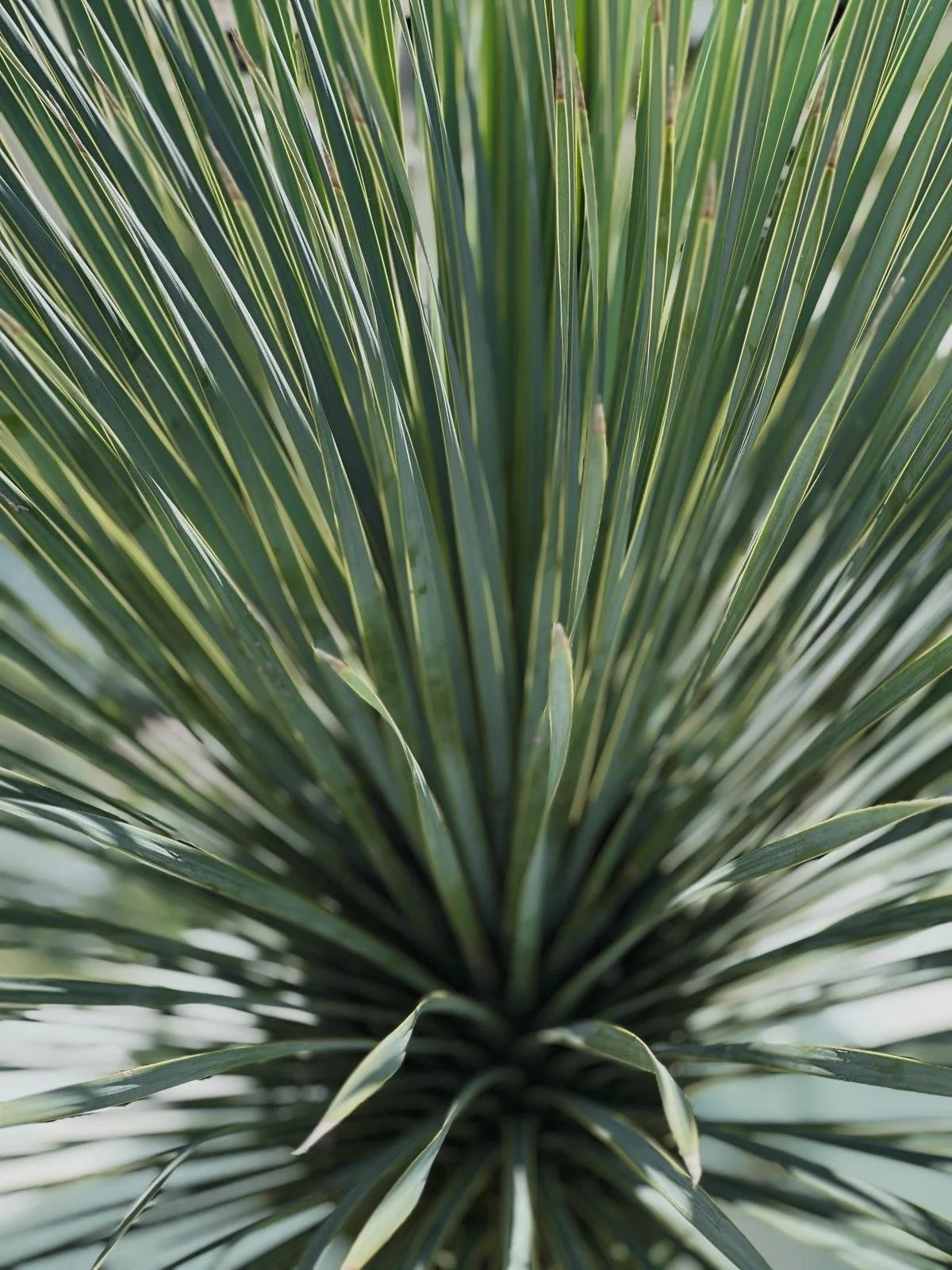 yucca_rostrata_.jpeg