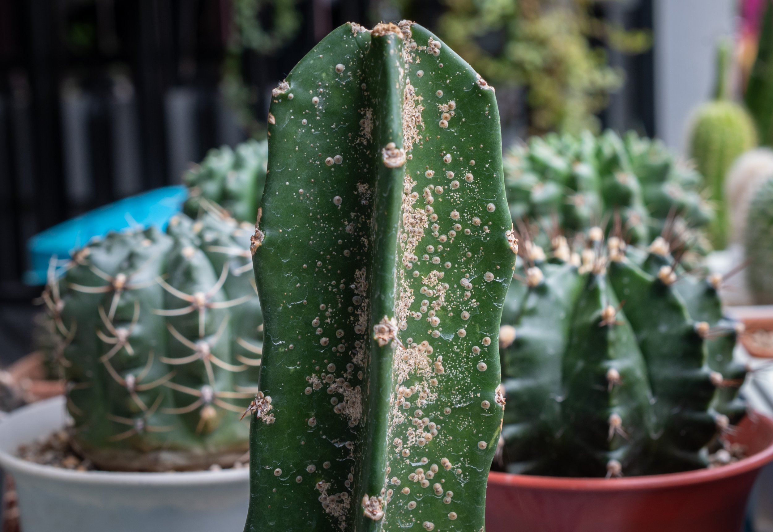 Cactus Cleaner Removing thorns from nopales 