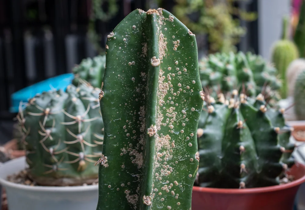 SCALETASTROPHE! 5 WAYS TO REMOVE SCALE AND SAVE THE DAY — Cactus Vision