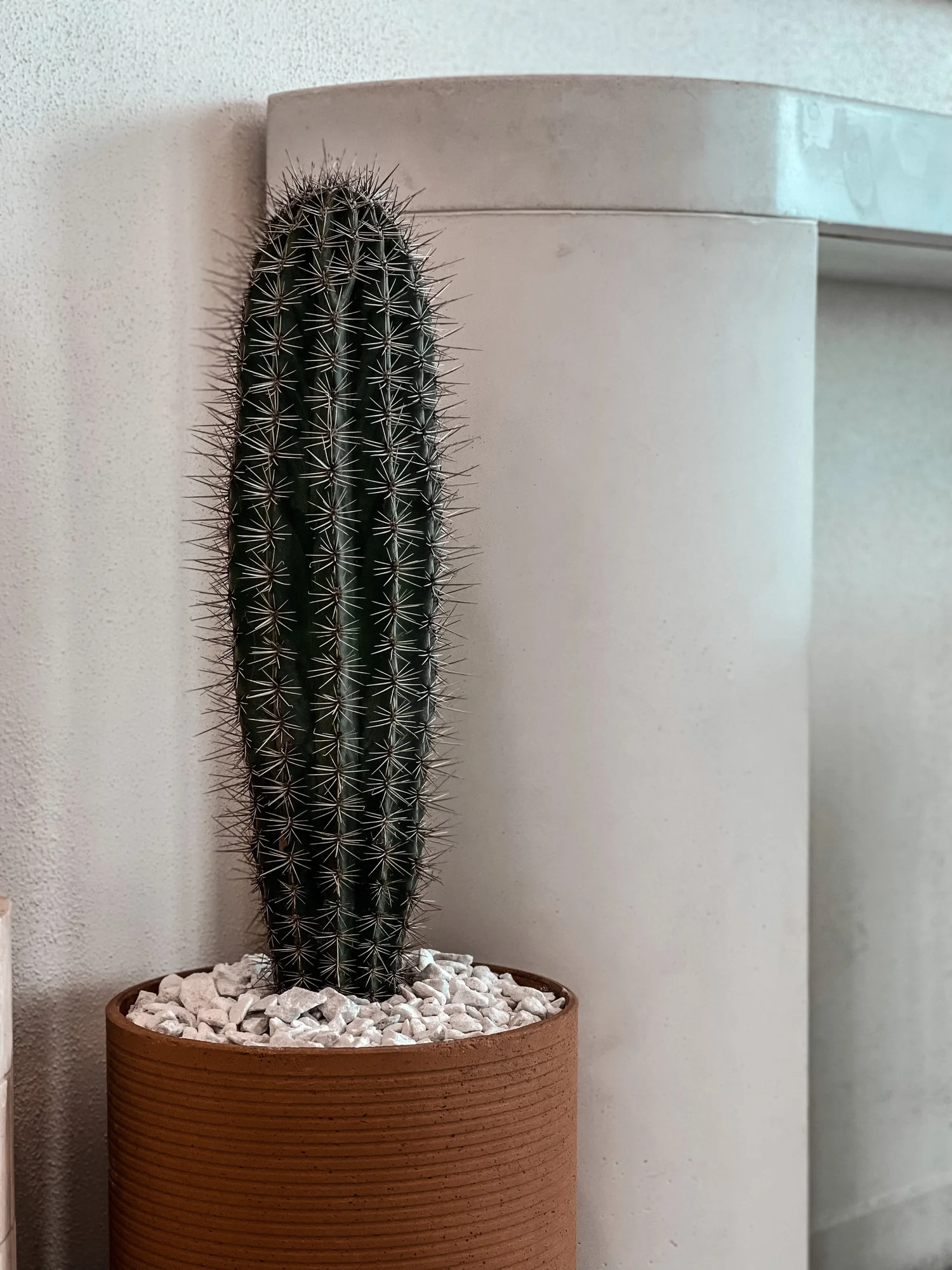 Pachycereus Pringlei  Cactus Vision