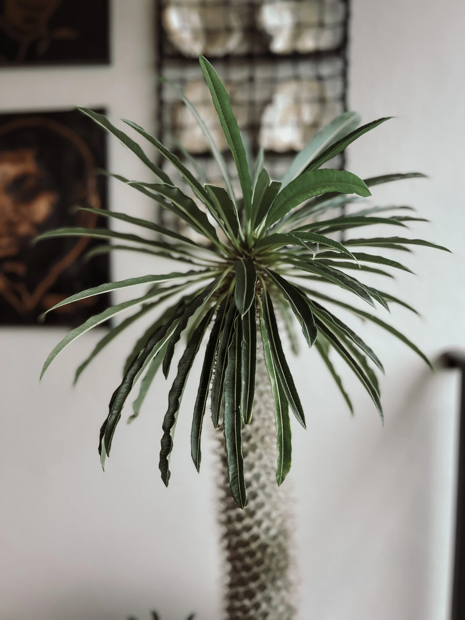 roseopicta dottie calathea 6in-8in Calathea Dottie 6in main image 0