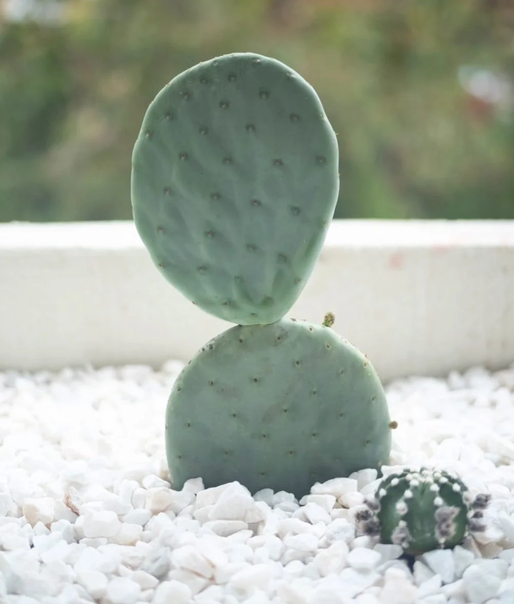 burbank_Pricklystock_example_cactus_vision_1small.jpg
