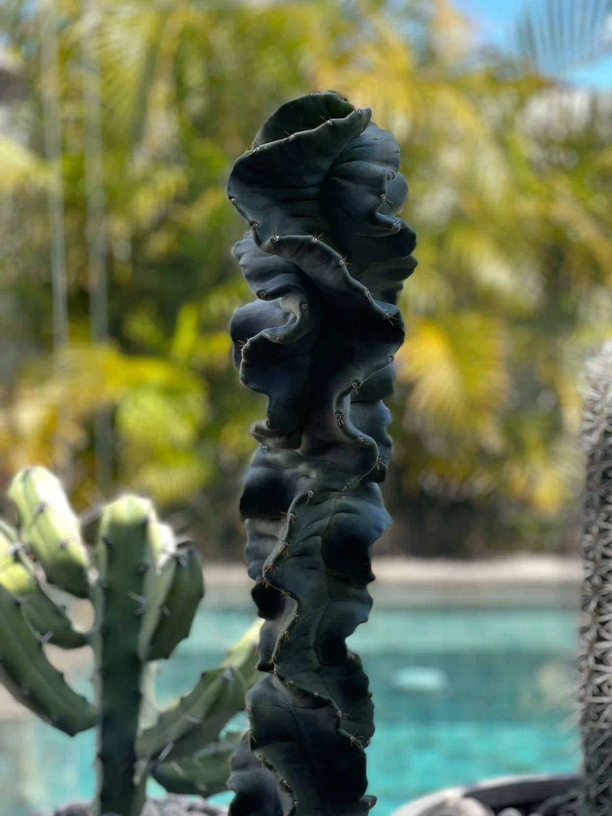 Cereus spiralis | Cereus forbesii spiralis  Cactus Vision