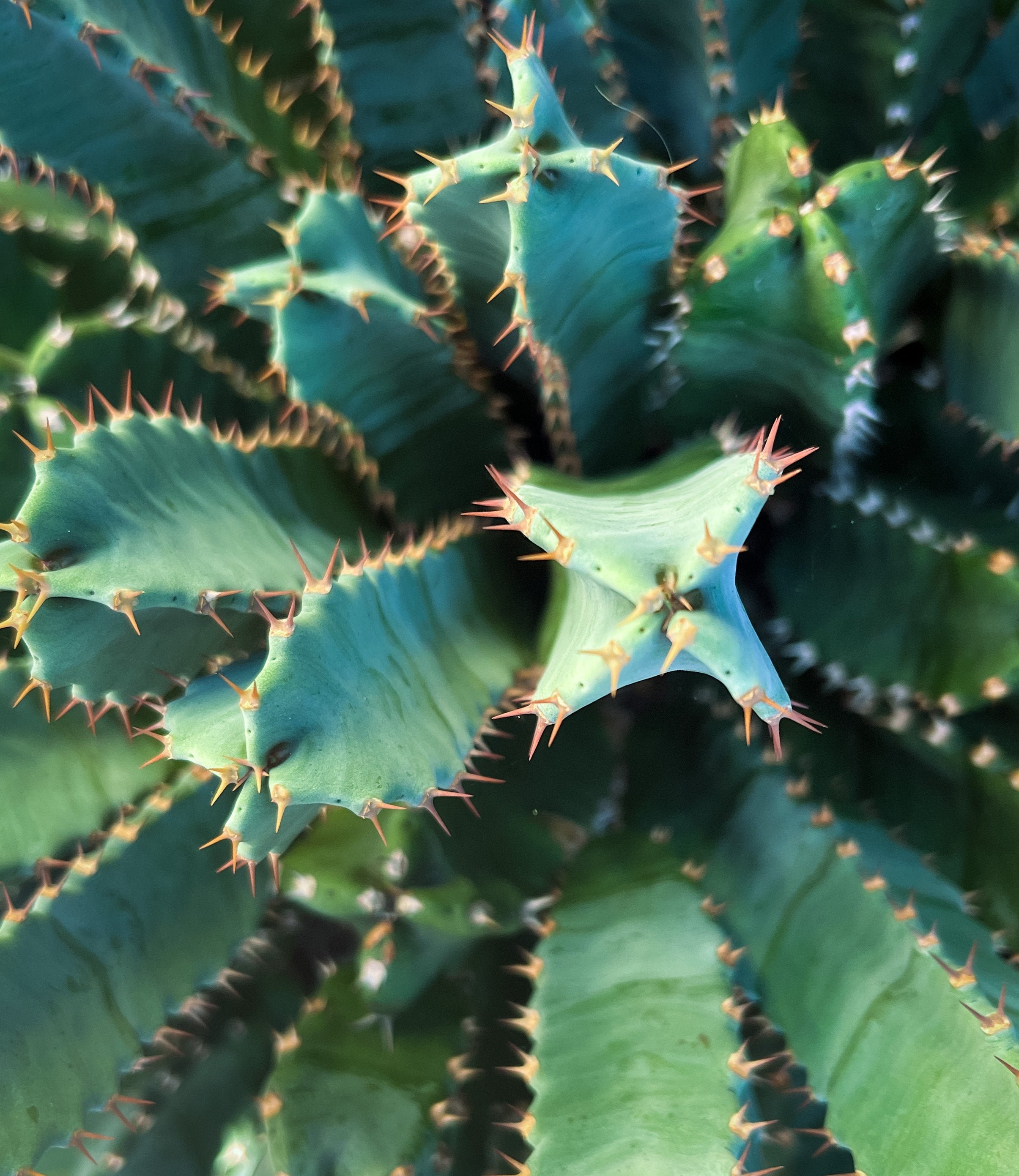 Morrocan_mound_euphorbia_199.jpg
