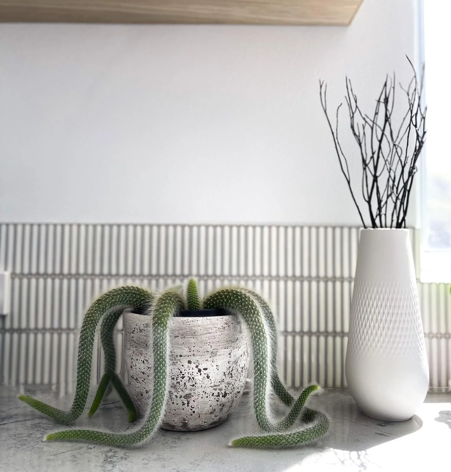 Monkey's Tail  Cactus Vision