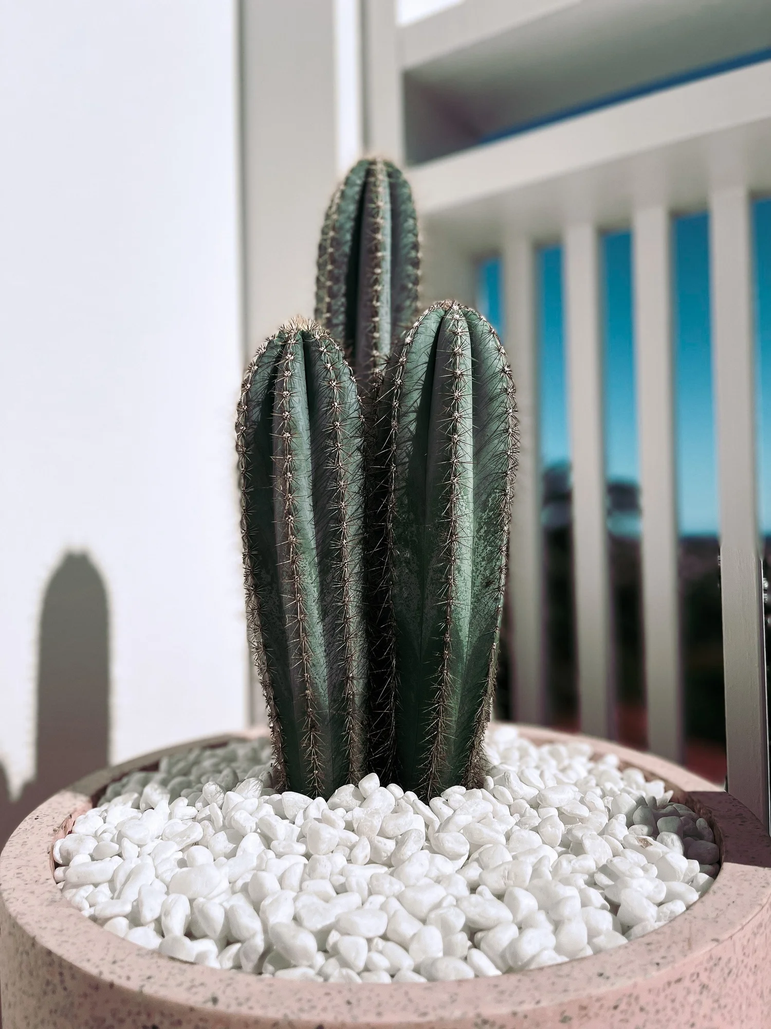 Blue Torch Cactus (Pilocereus Pachycladus or Azureus)  Cactus Vision