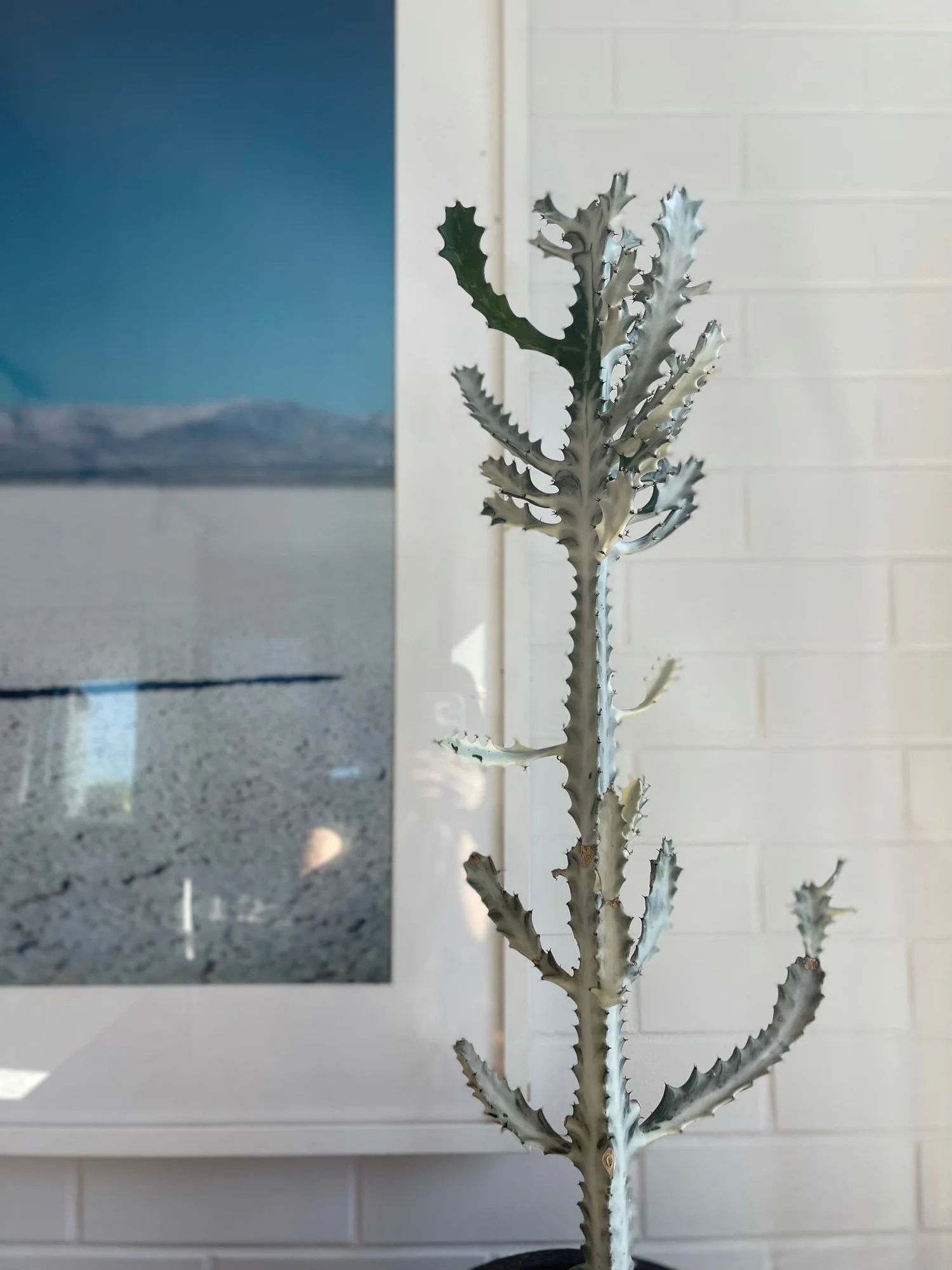 White Ghost (Euphorbia Lactea variegata)  Cactus Vision