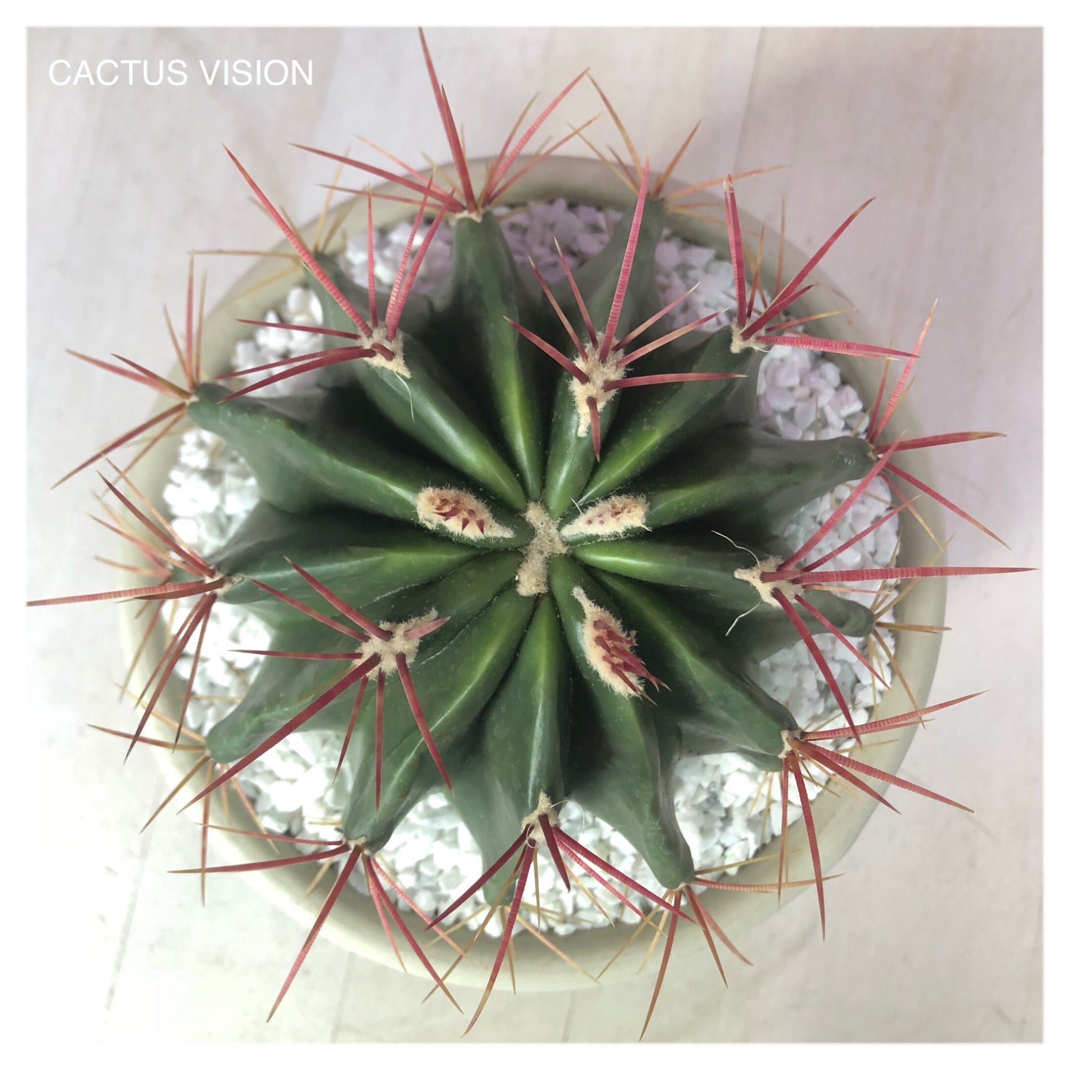 https://cdn.shopify.com/s/files/1/0717/8154/8353/products/Cactus_vision_1123fish.jpg