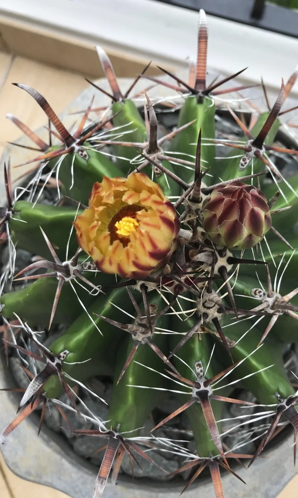 Fishhook Barrel (Ferocactus Sp.)  Cactus Vision