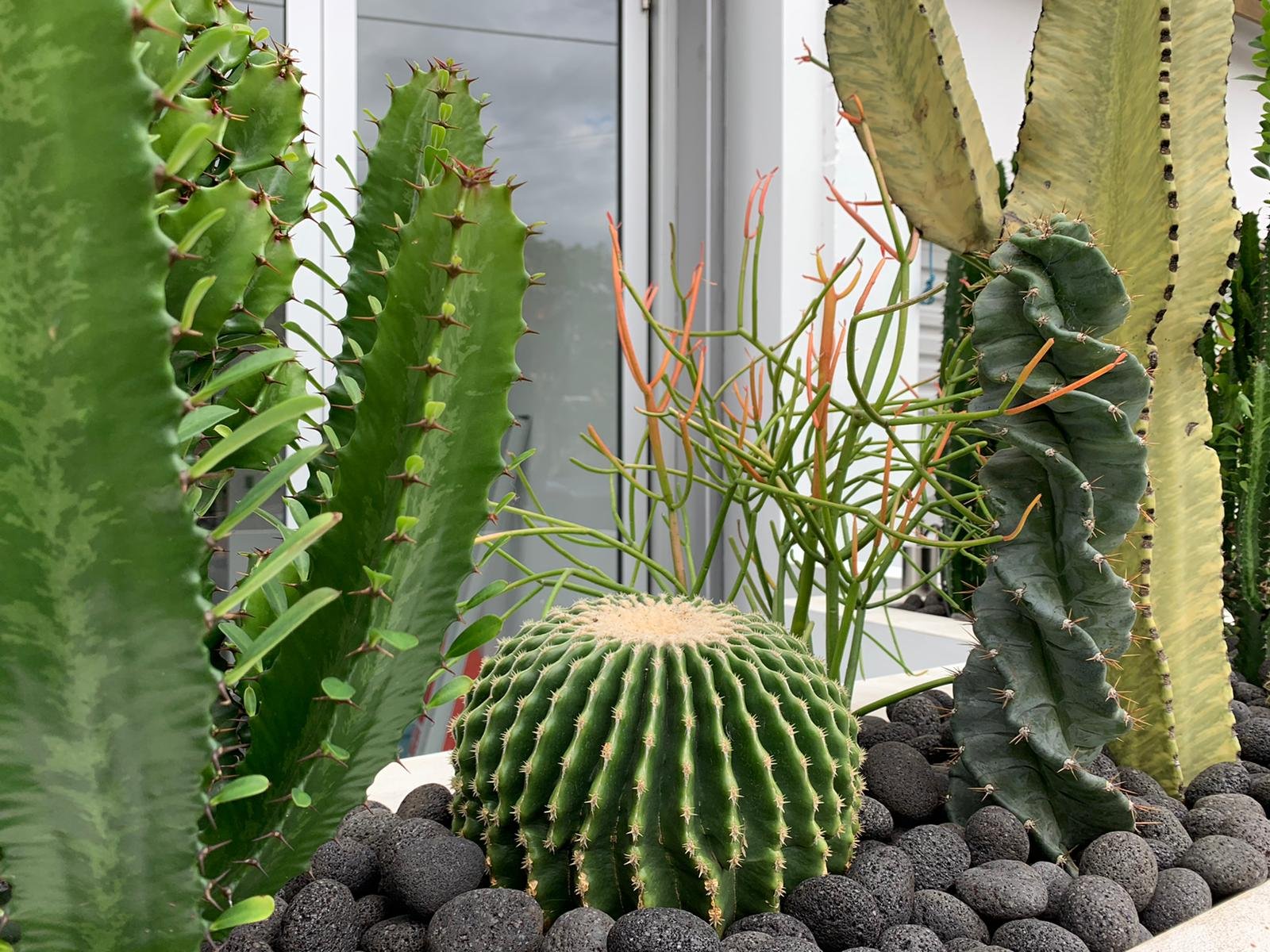 https://cdn.shopify.com/s/files/1/0717/8154/8353/products/cactus_vision_spineless_barrel.jpg