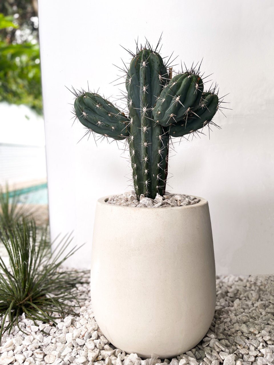https://cdn.shopify.com/s/files/1/0717/8154/8353/products/CACTUS_VISION_TEDDYBEAR.jpg