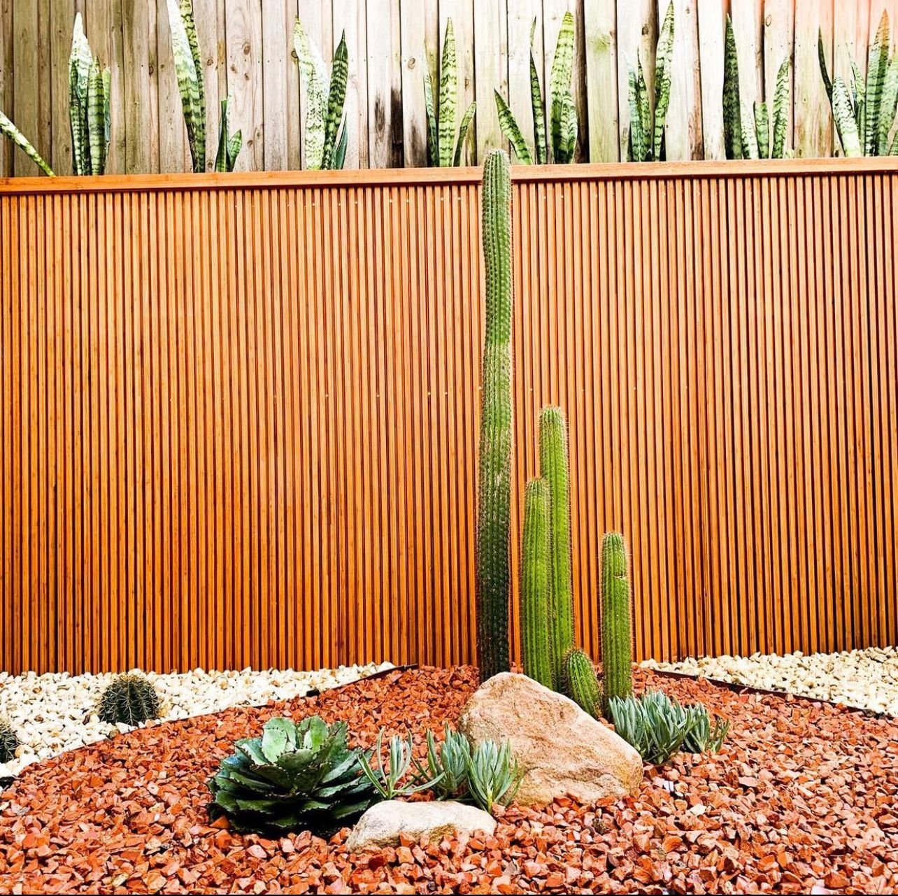https://cdn.shopify.com/s/files/1/0717/8154/8353/products/GOLDEN_TORCH_CACTUS_VISION.jpg