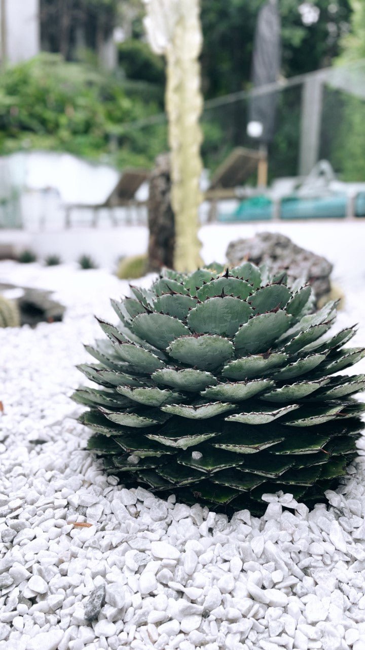 https://cdn.shopify.com/s/files/1/0717/8154/8353/products/Potarium_cactus_vision_agave.jpg