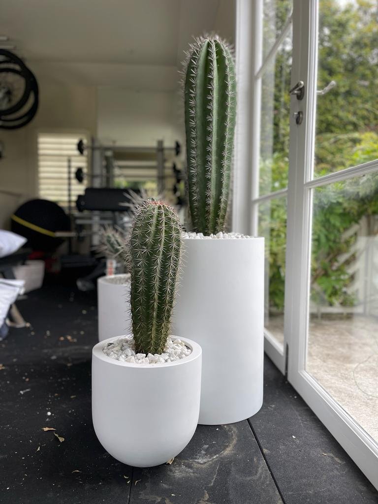 Pachy_cactusvision_1_f1103ad6-7110-4669-8e7a-0d8652b2285f.jpg