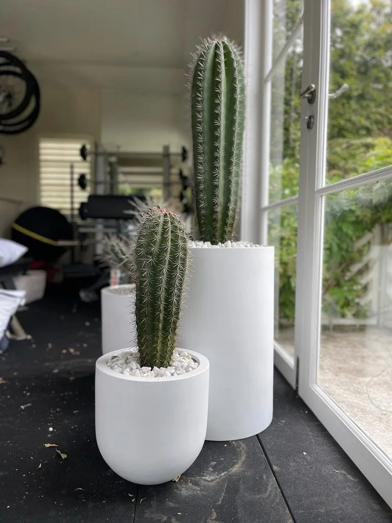 BG Loob Pot  Cactus Vision