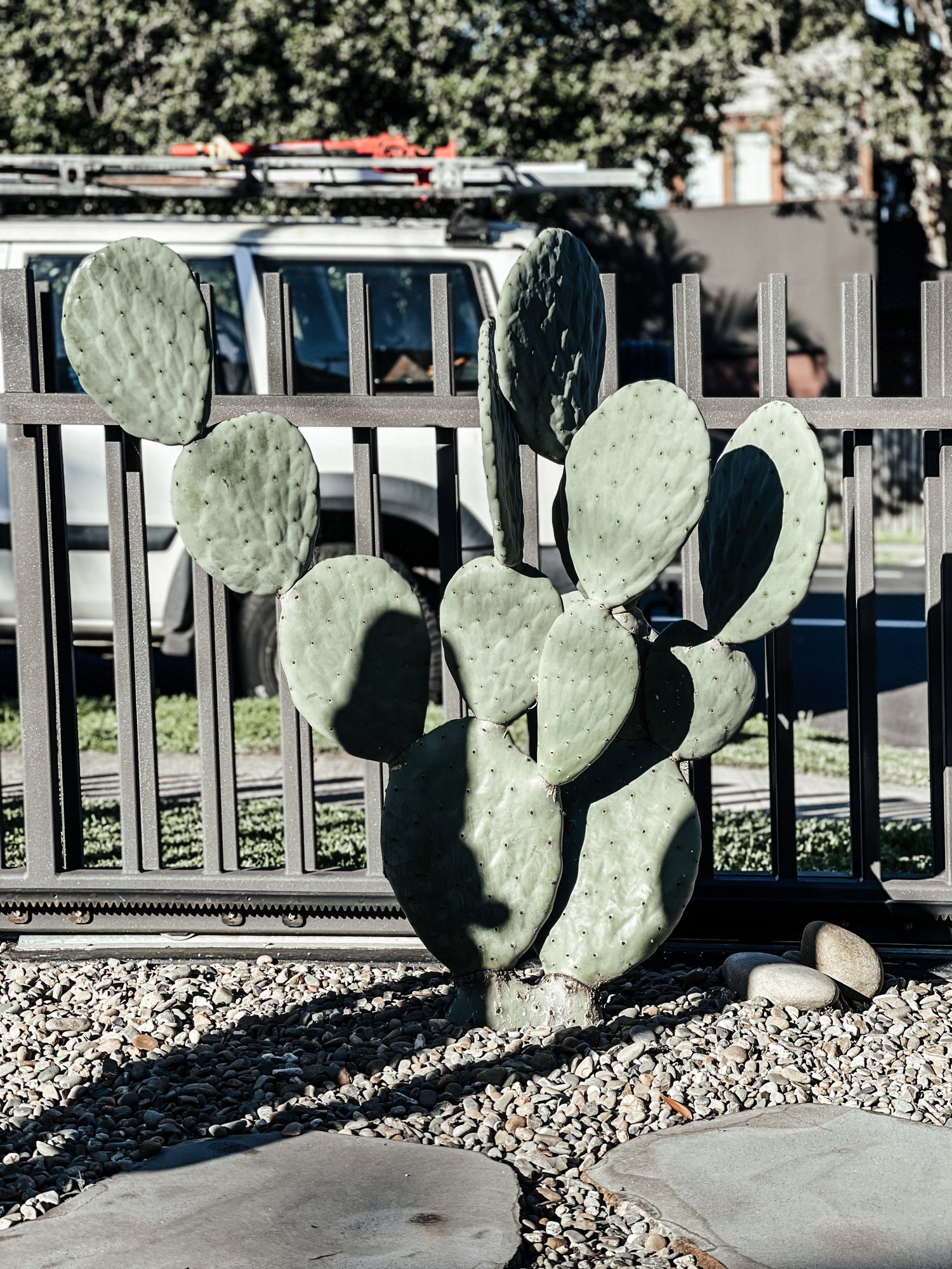 Burbank Prickly Pear, Spineless  Cactus Vision