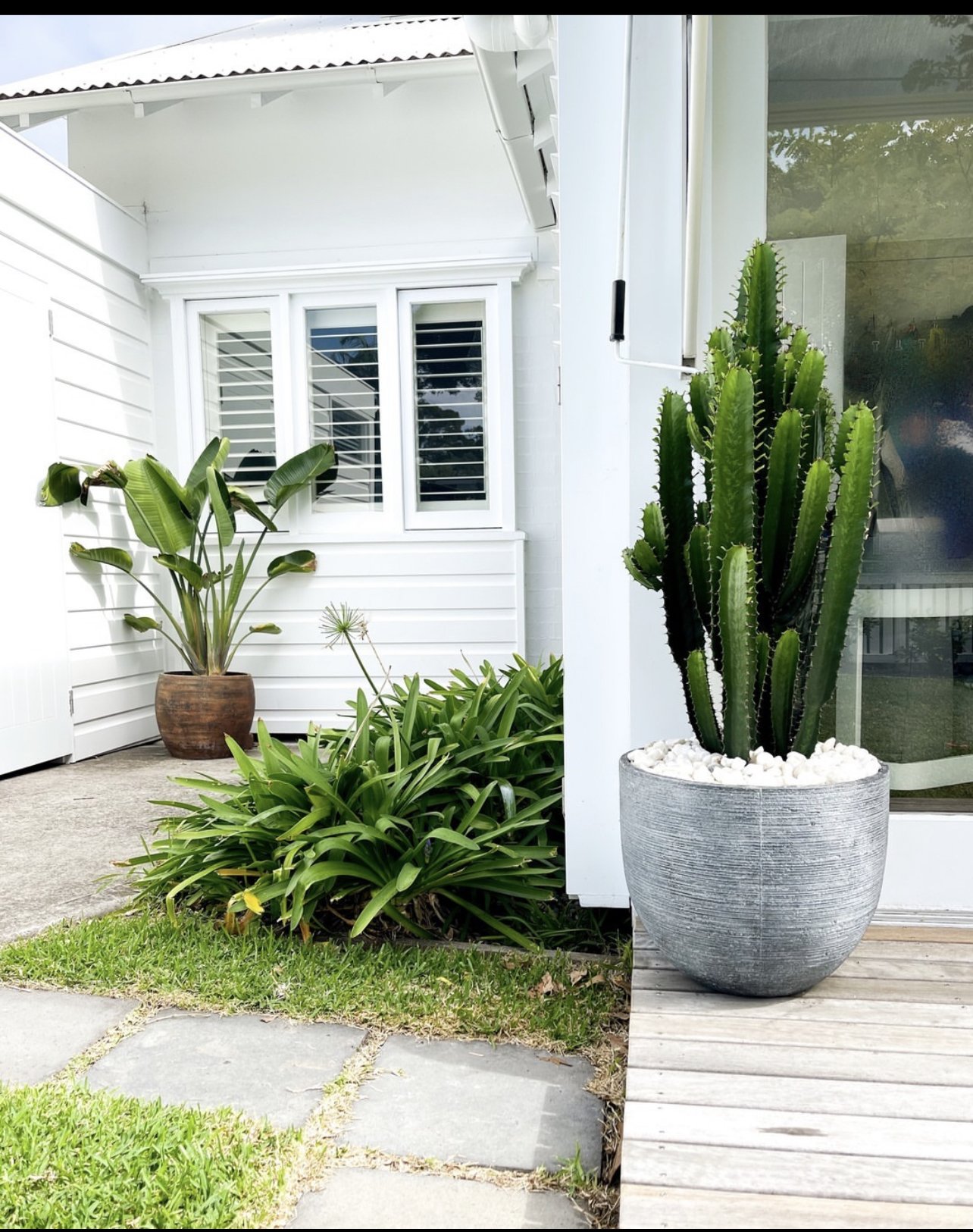 Euphorbia Cowboy  Cactus Vision