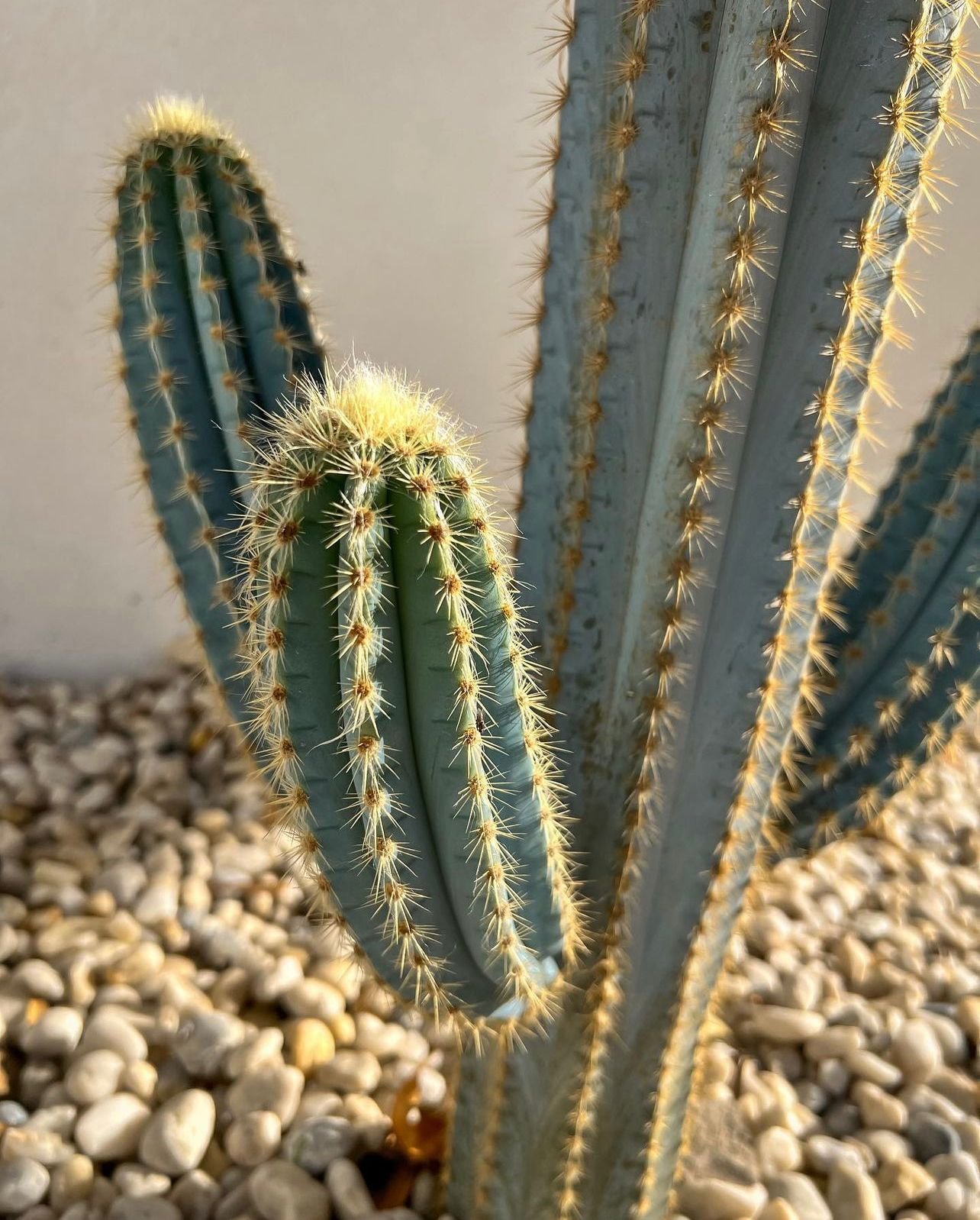 Blue_cactus_vision_.jpeg