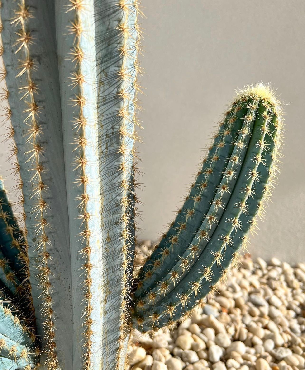 Blue_cactus_vision_1.jpeg