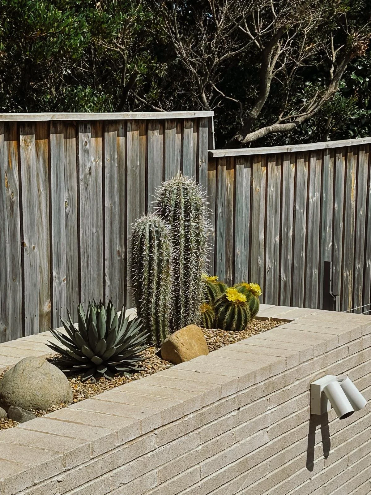 Agave_Blue Emperor_garden.jpg