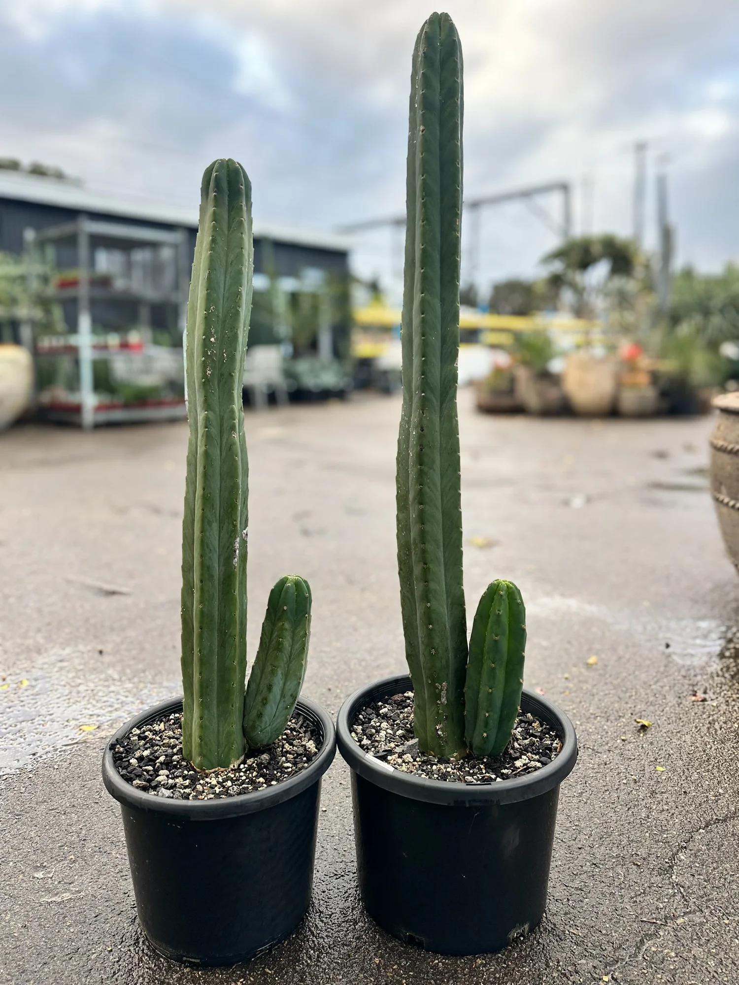 San Pedro | Echinopsis pachanoi  Cactus Vision