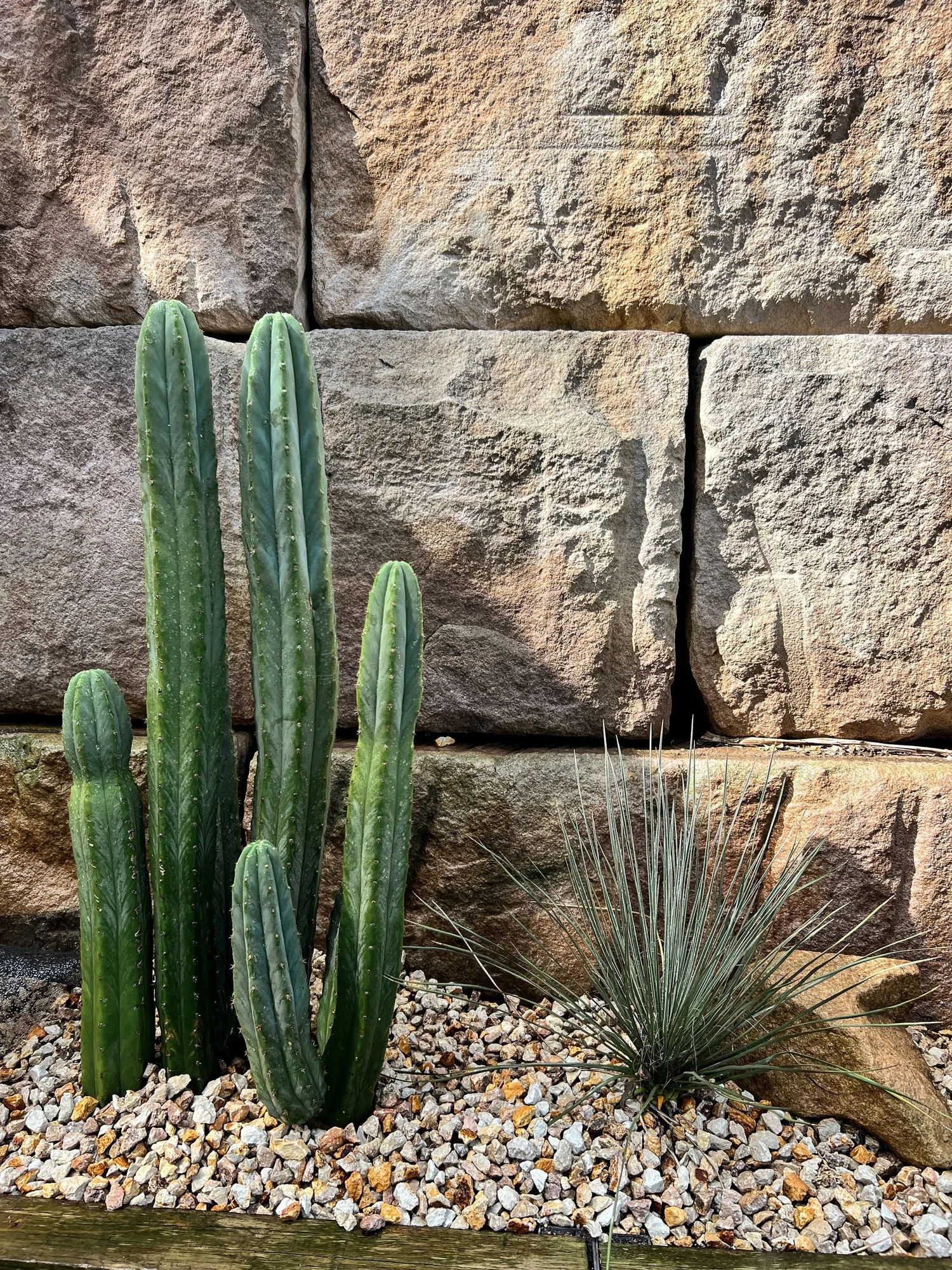 San Pedro | Echinopsis pachanoi  Cactus Vision