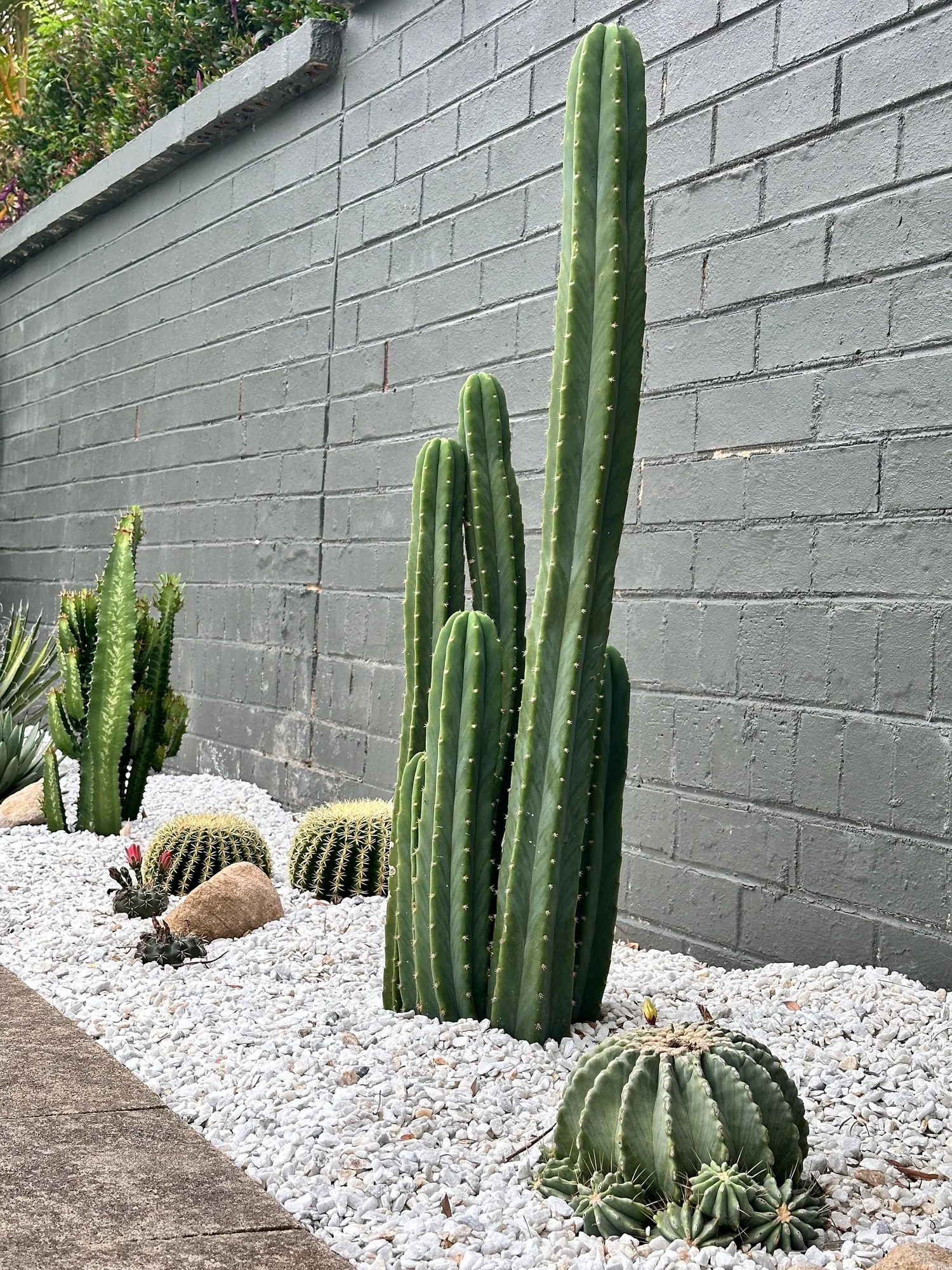 San Pedro | Echinopsis pachanoi  Cactus Vision