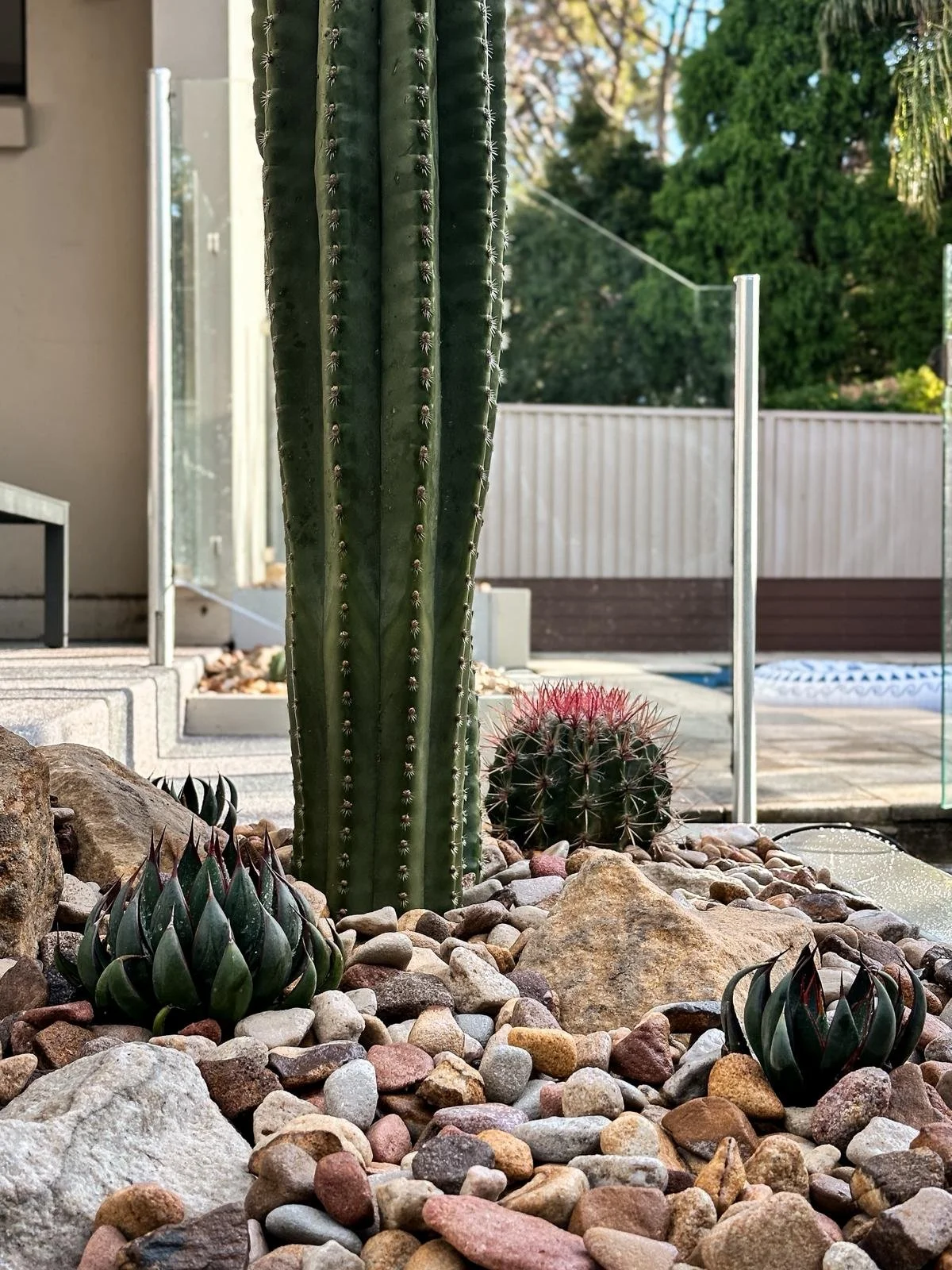 Ferocactus_stainesii var. pilosus_fire_barrel.jpeg