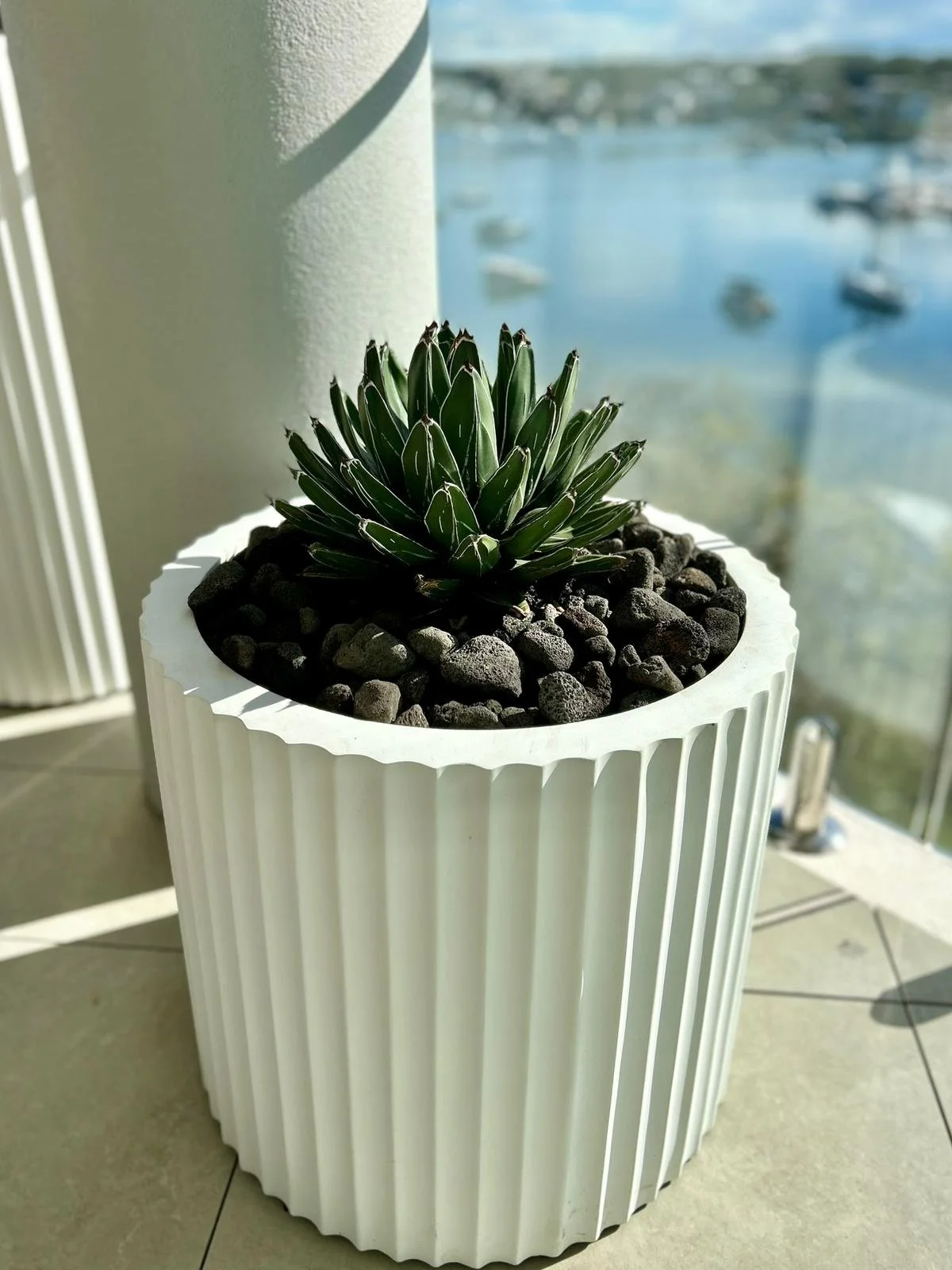 AGAVE_QUEEN_VIC_CV.jpeg
