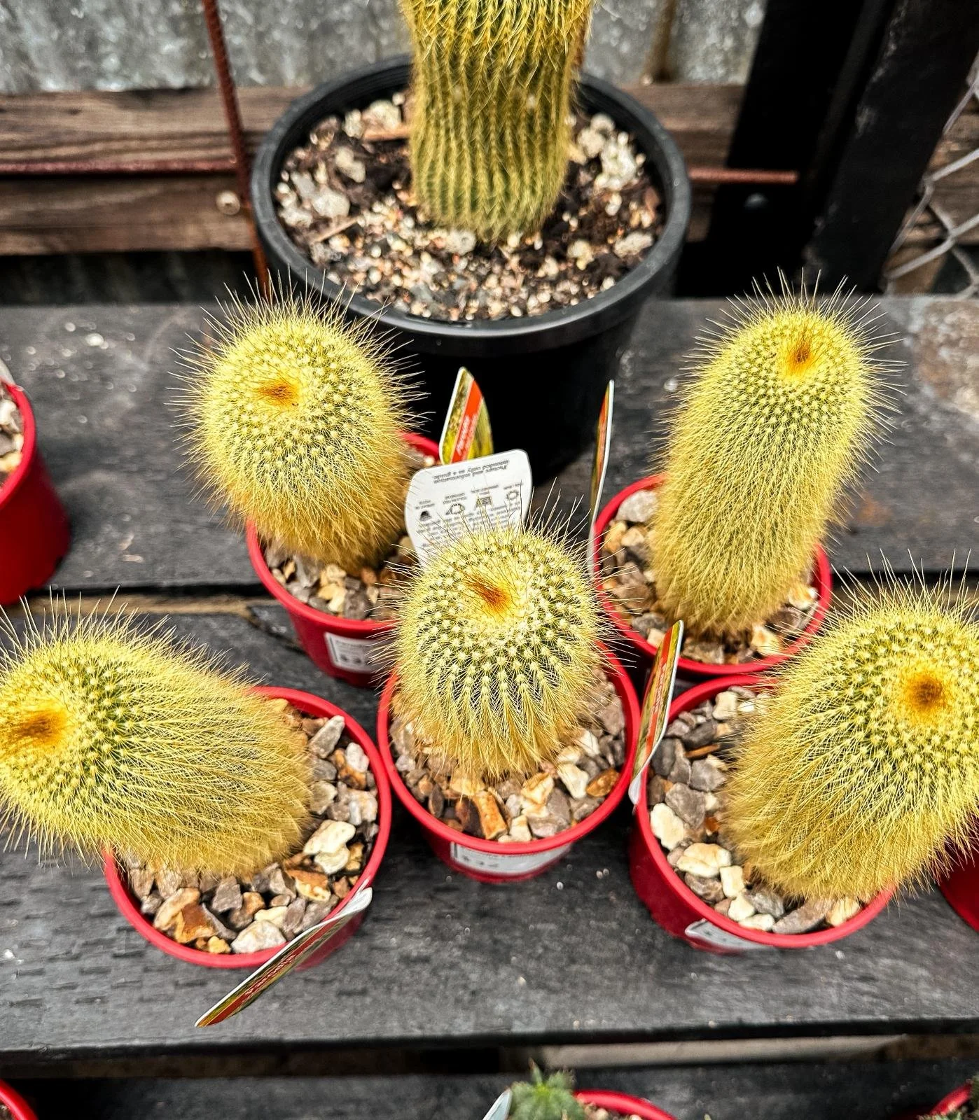 cute cactus wallpaper Arms Up main image 1
