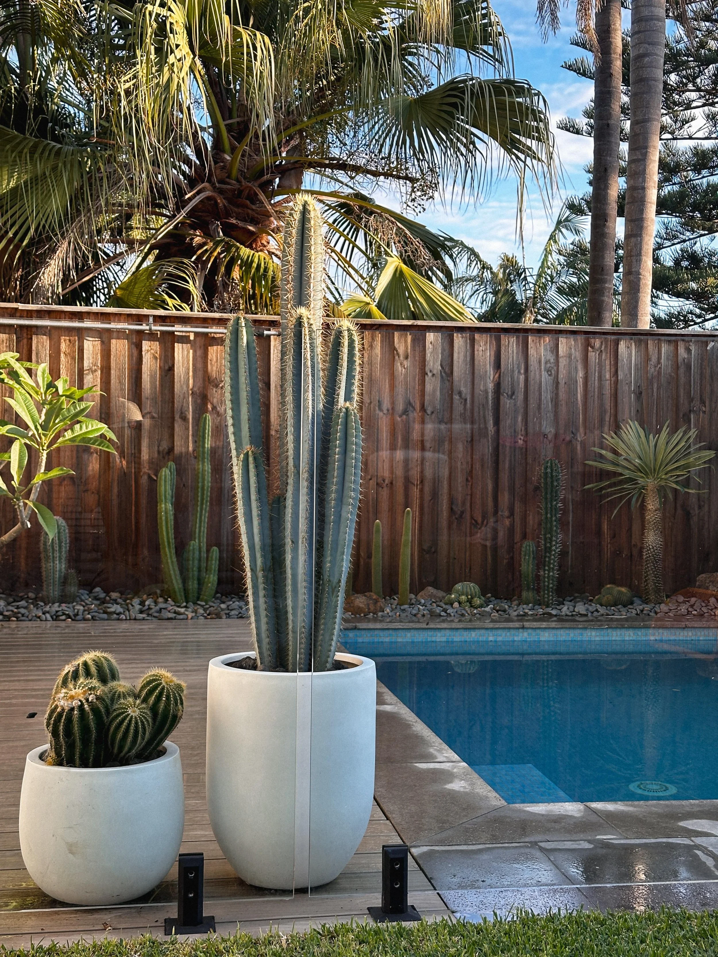 'Blue Torch' Cactus (Naoramondia rosada)