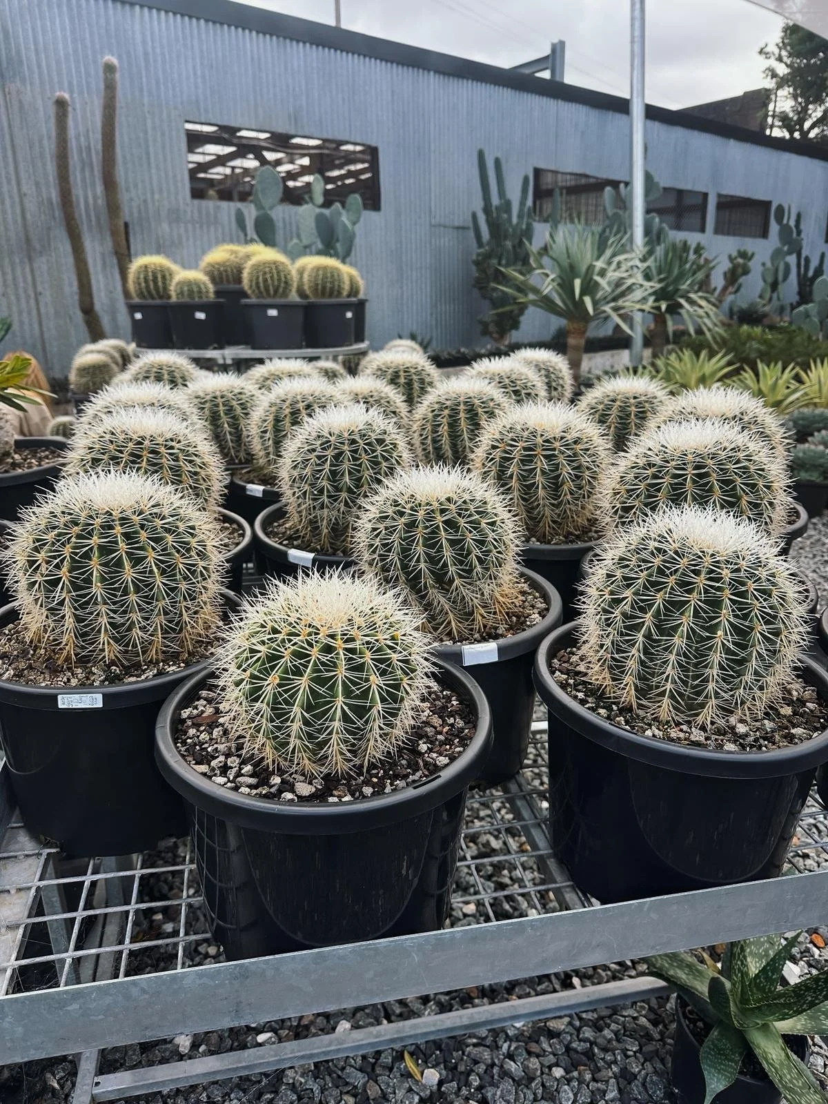 Echinocactus grusonii_WHITE_BARREL_CACTUS.jpeg