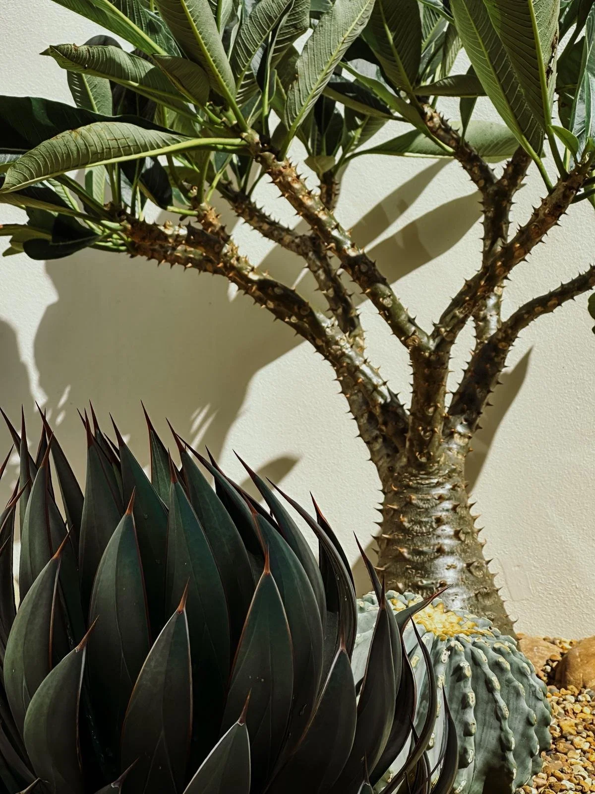 Pacypodium baronii_garden_cactus_vision.jpeg