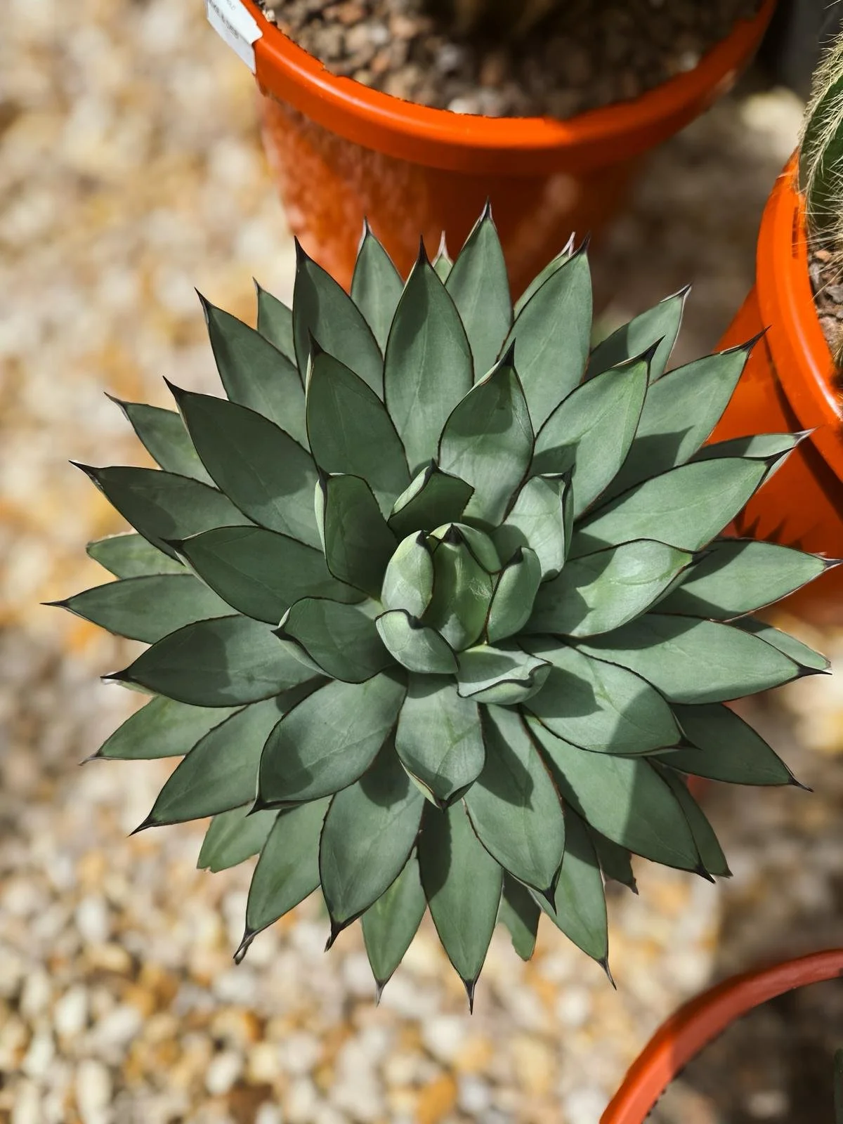 Agave_Blue Emperor.jpeg