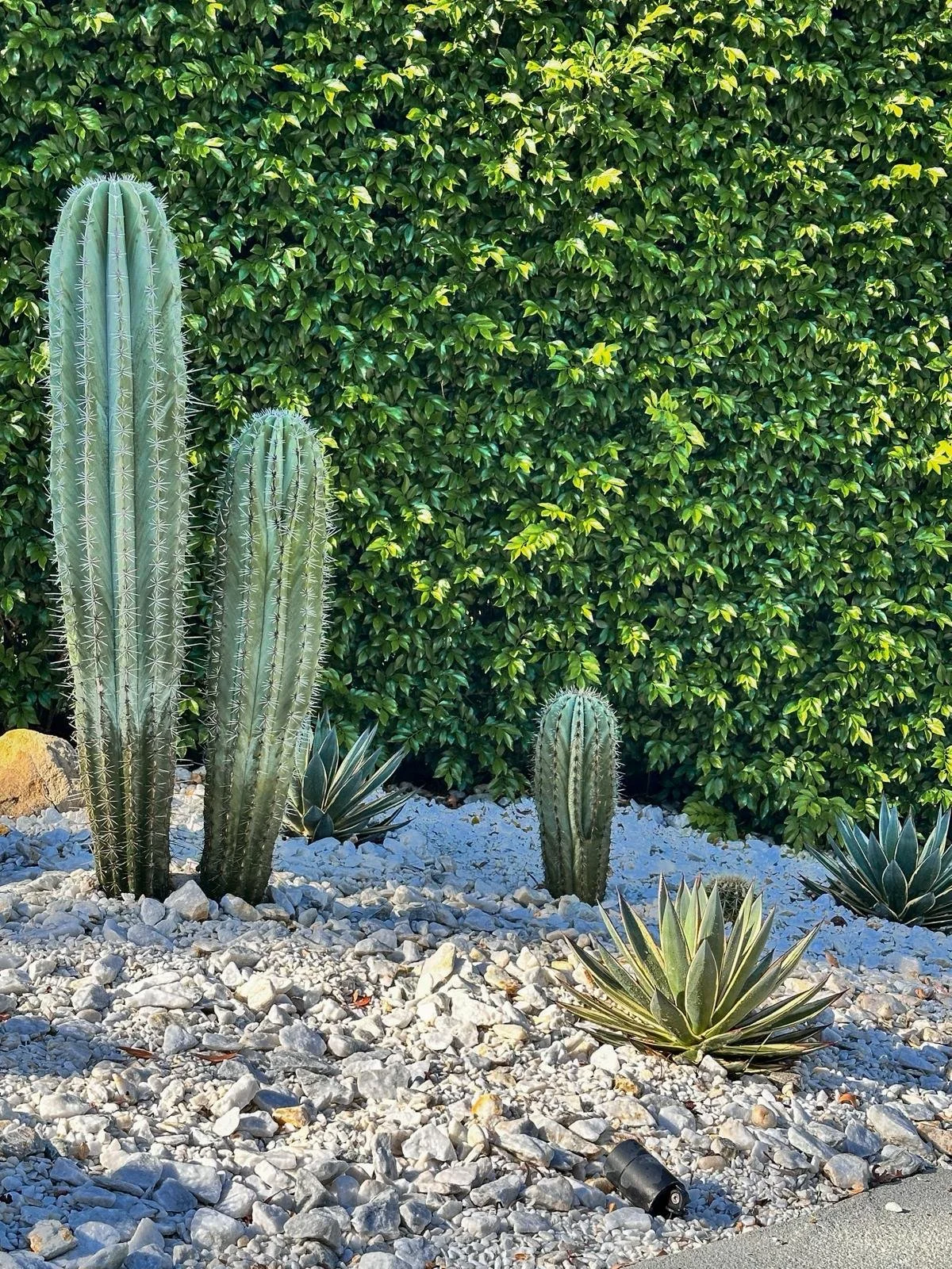 pachycereus_cactus_tall_sydney_cactus_vision.jpeg
