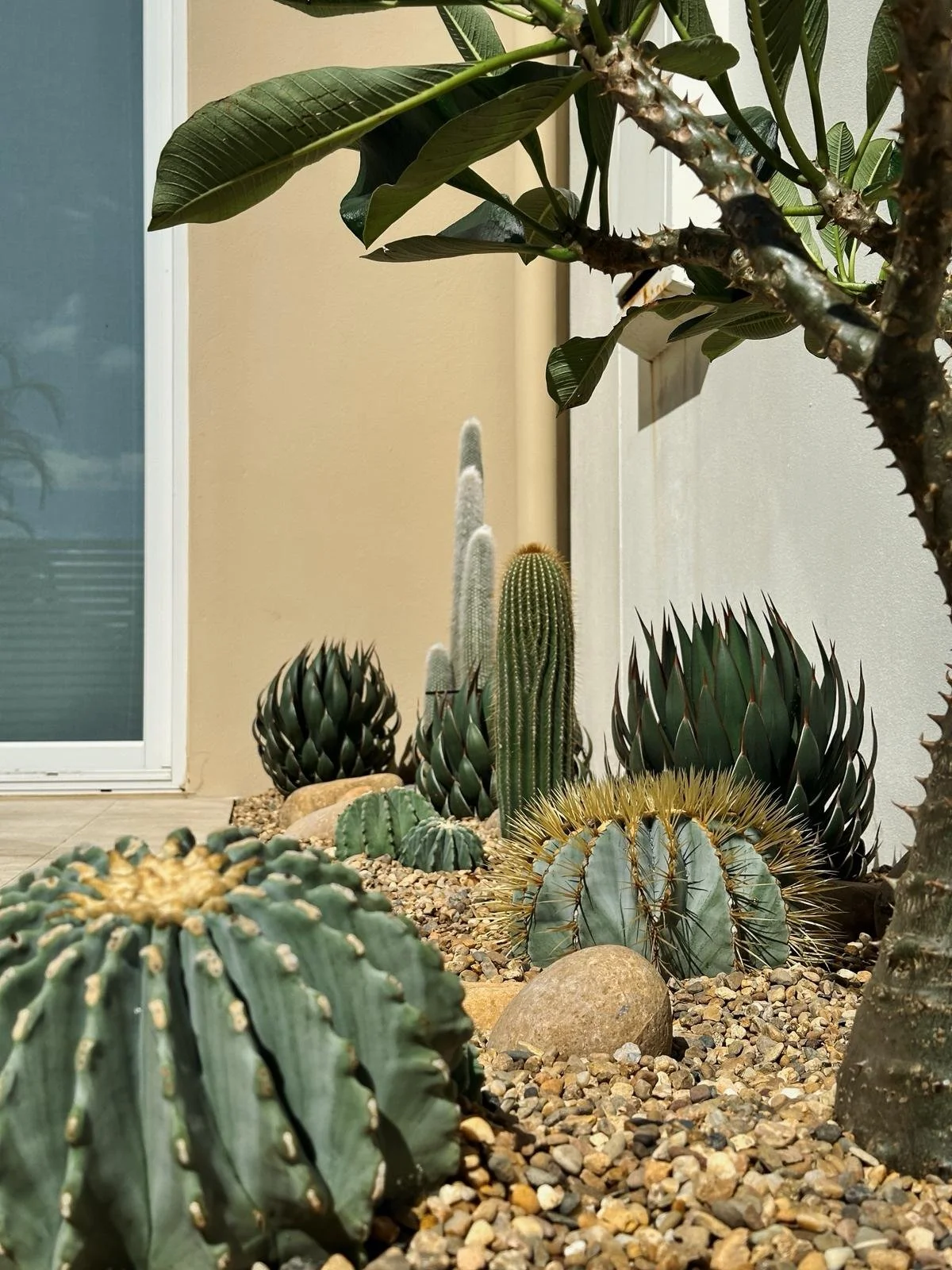 cactus_garden_sydney_spineless_barrel_blue.jpeg