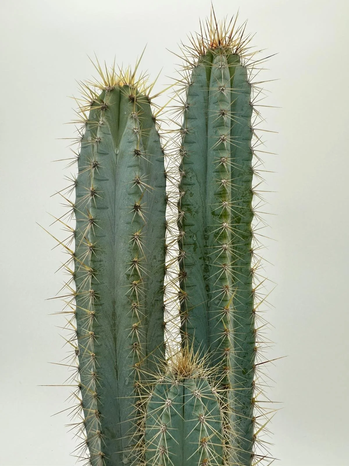 Naoramondia rosada_cactus vision.jpeg