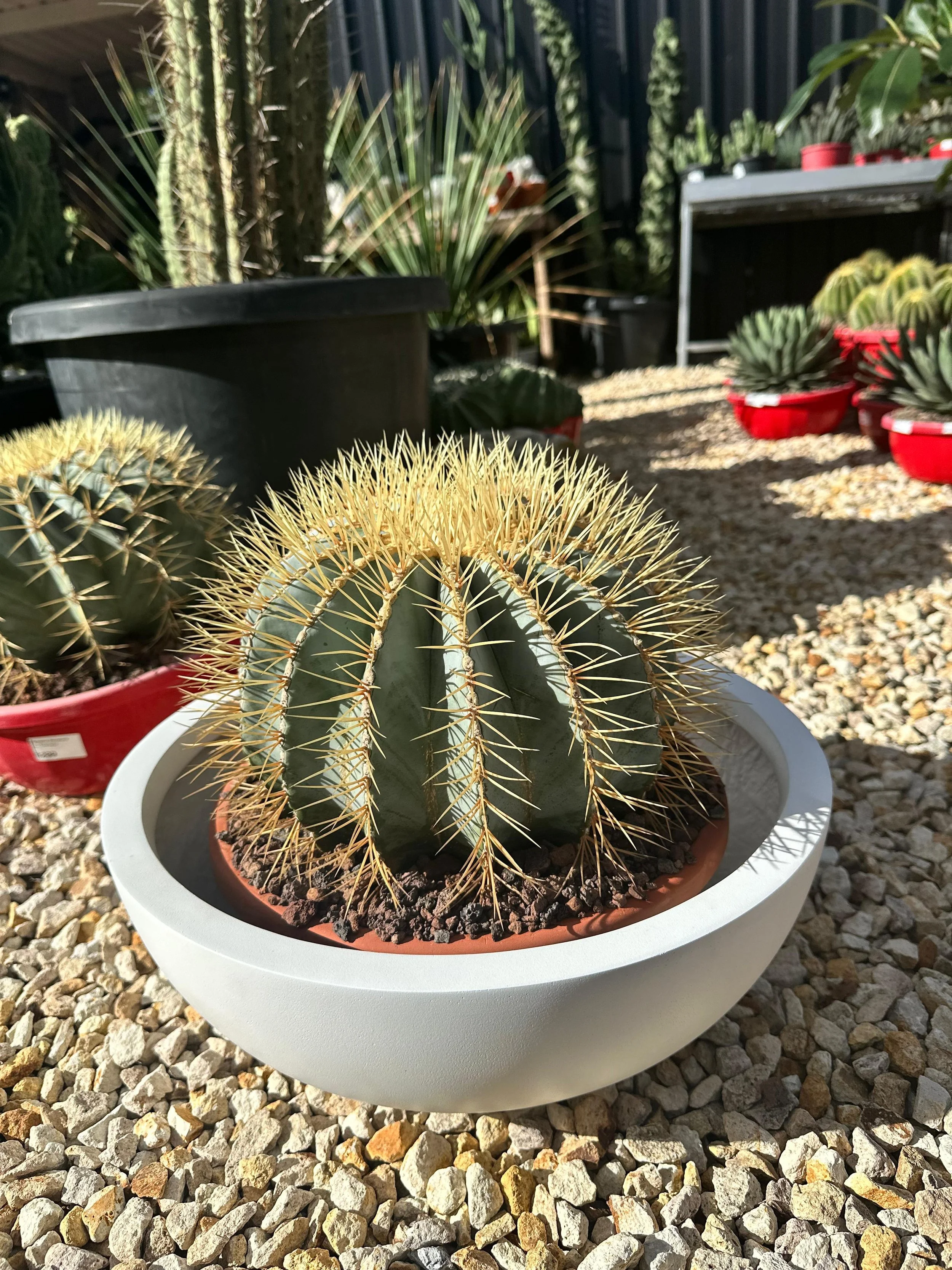 Blue Barrel (Ferocactus Glaucescens)