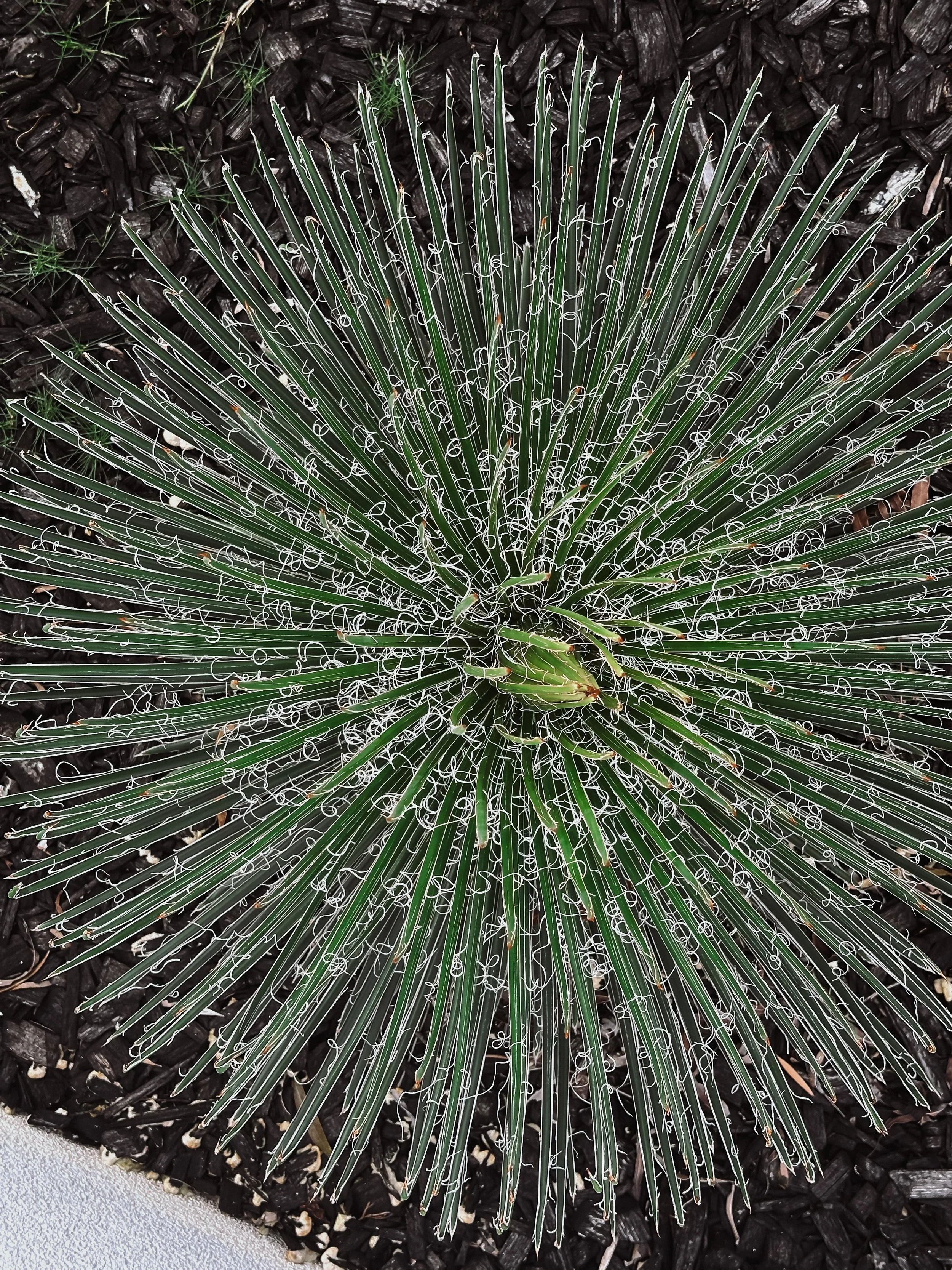 Twin Flowered Agave.jpeg