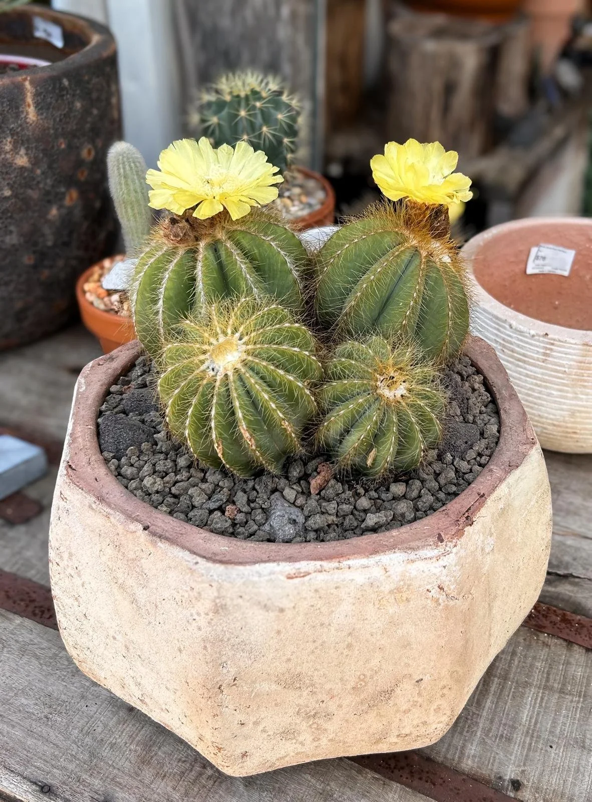 parodia magnifica.jpg