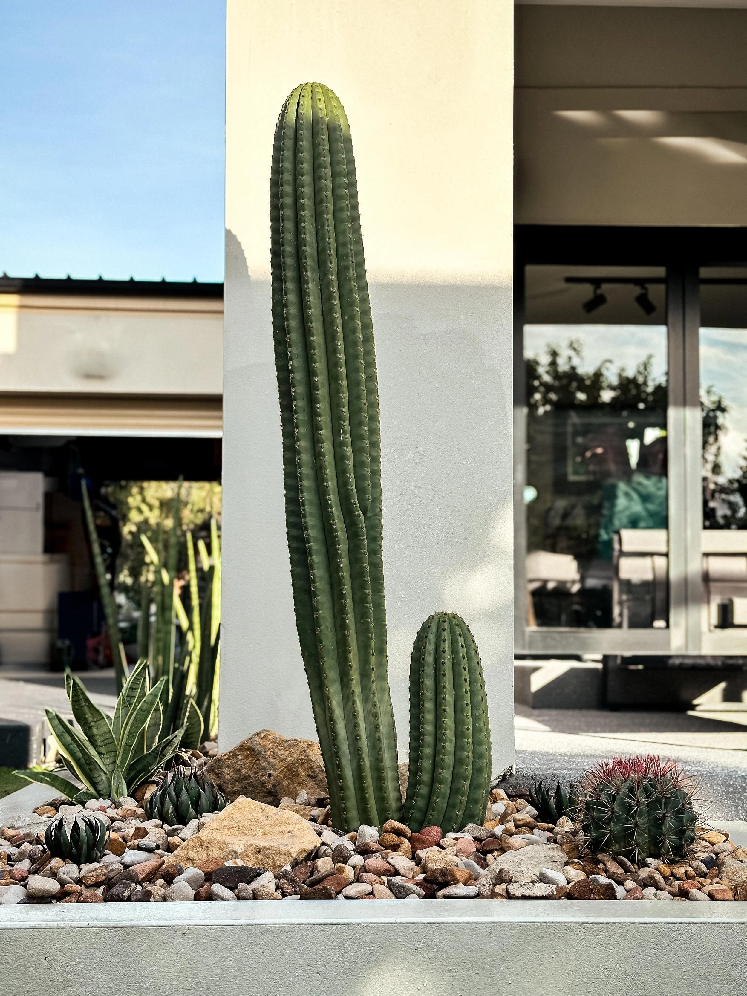 SASS_CACTUS.jpeg