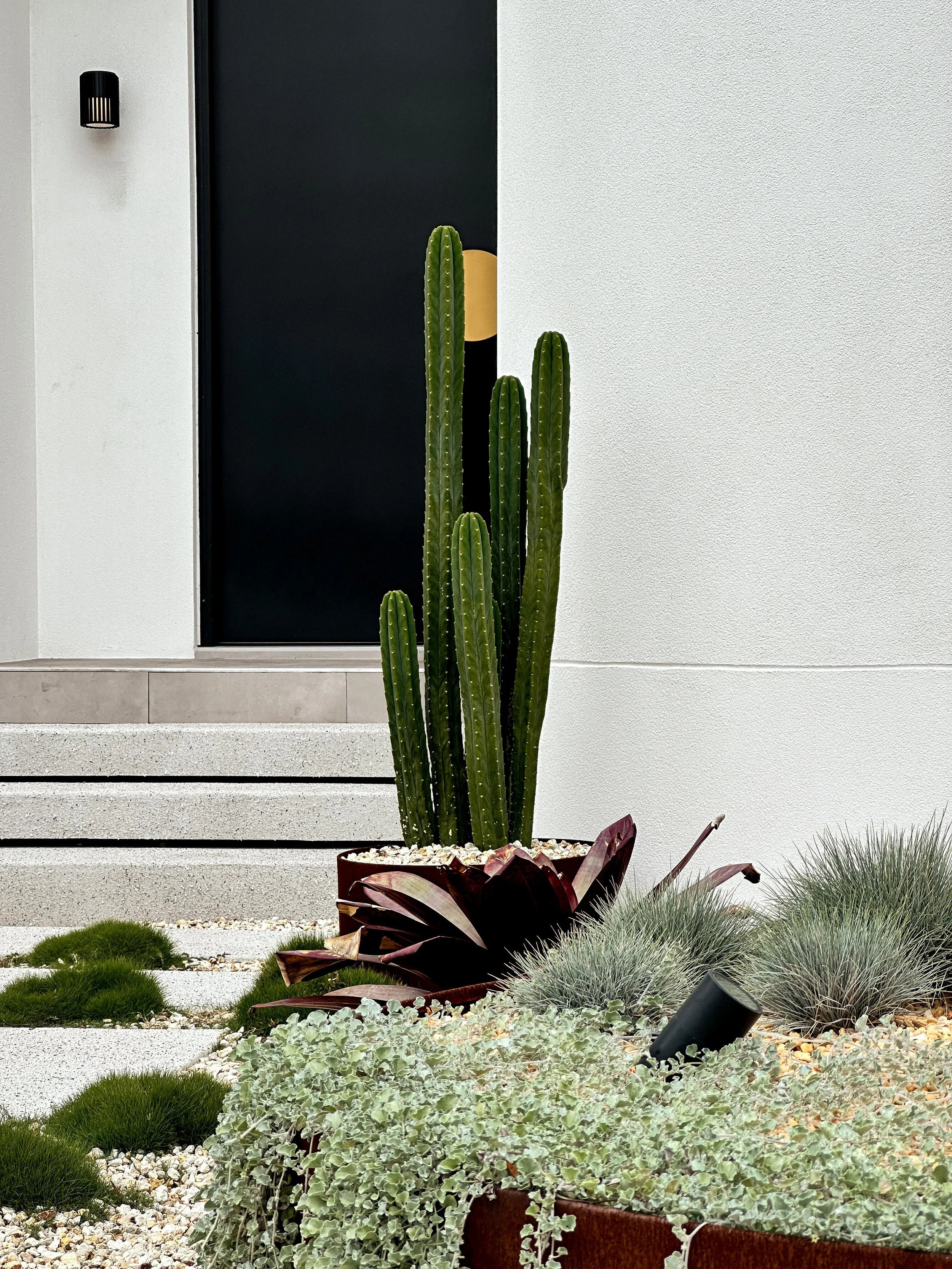 CACTUS_GARDEN_VISION.jpeg