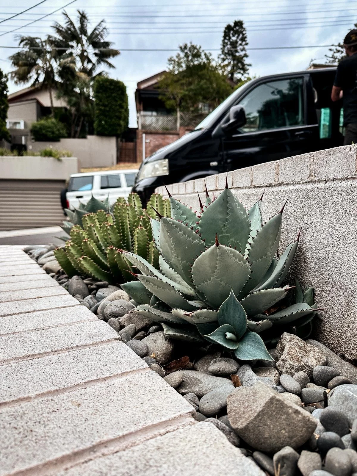 Agave Dragon Toe