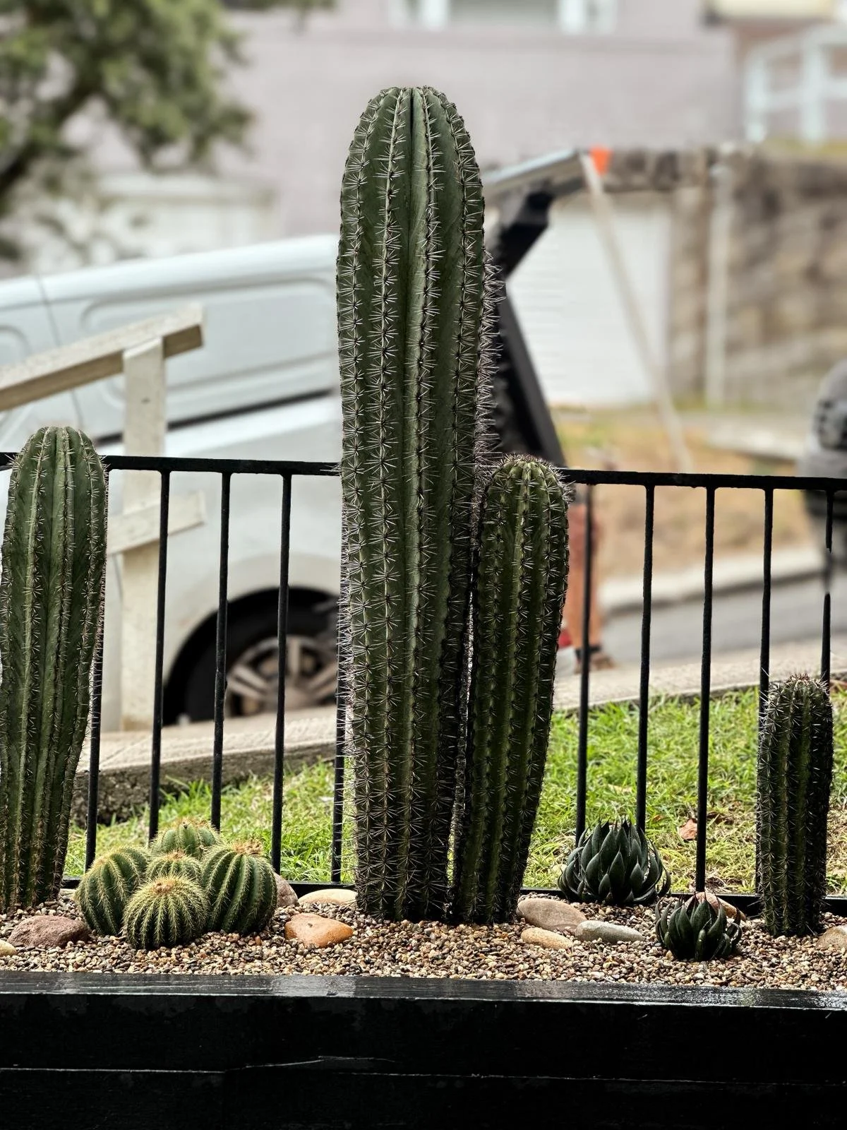 pachycereus_cactus_tall_sydney.jpeg