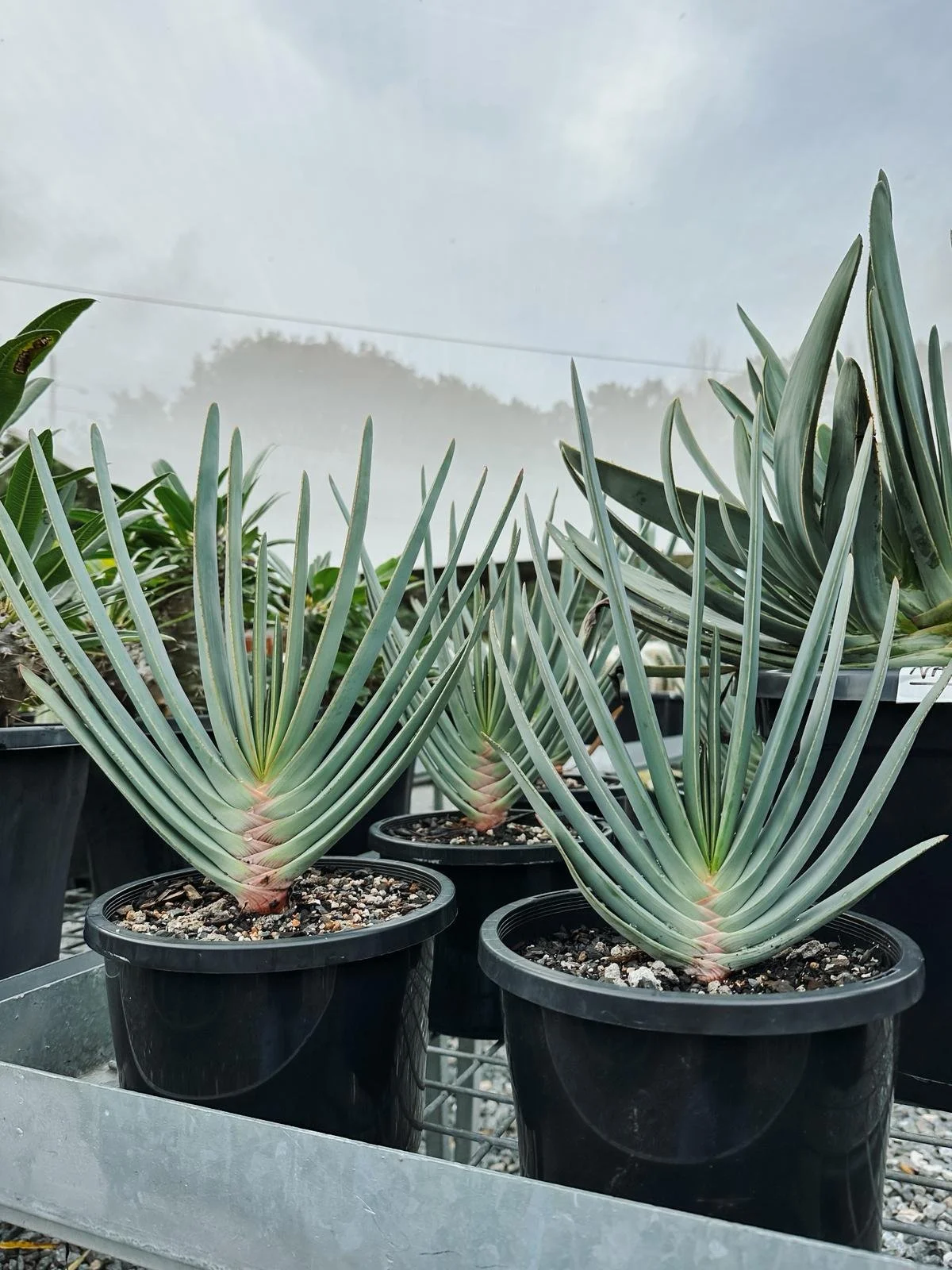 fan_aloe_cactus_vision.jpeg